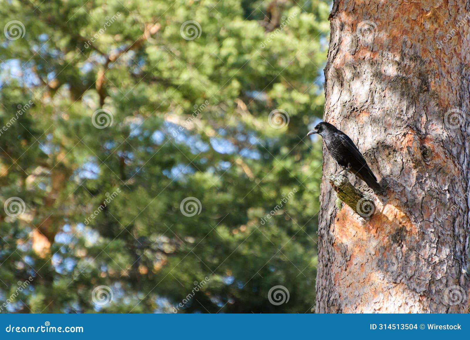 crow in the bosque de valsain, parque nacional de la sierra de guadarama