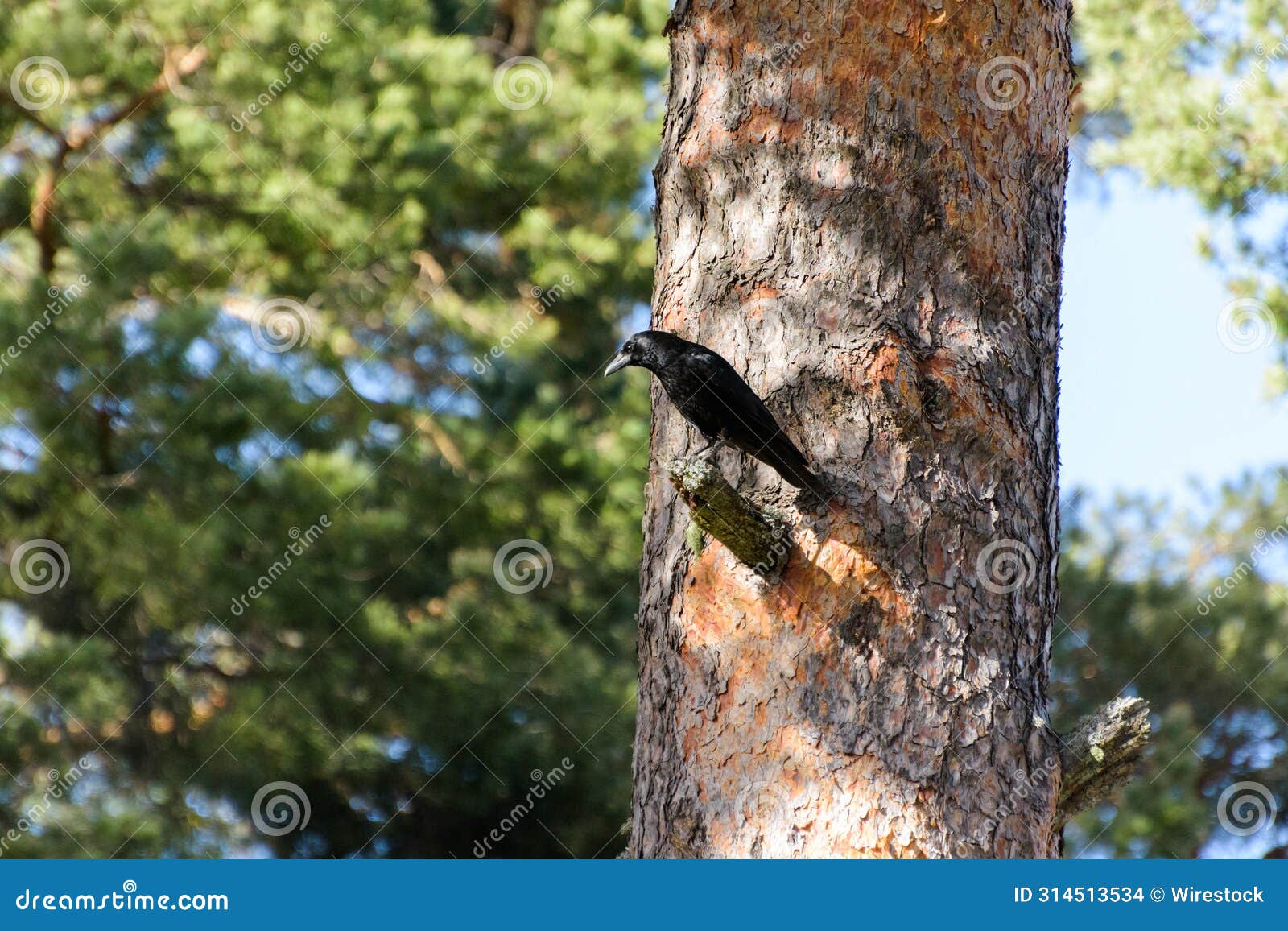 crow in the bosque de valsain, parque nacional de la sierra de guadarama