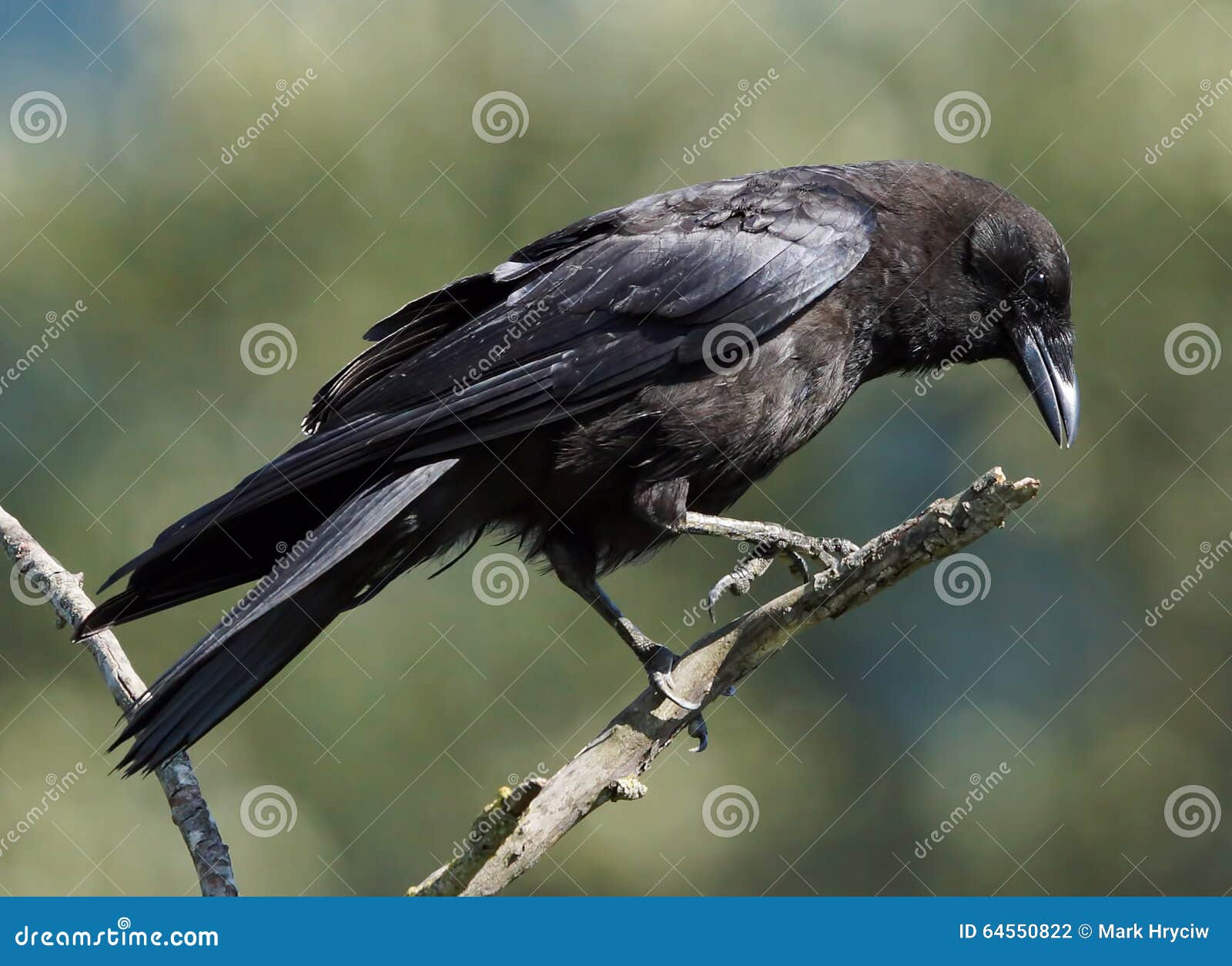 crow - corvus branchyrhynchos