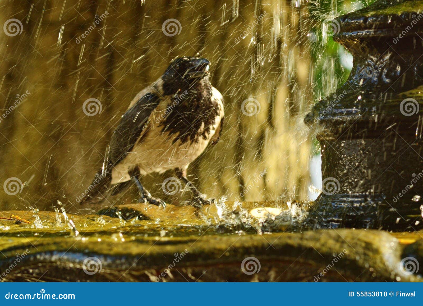 A crow on the fountain stock photo. Image of bird, birds 55853810