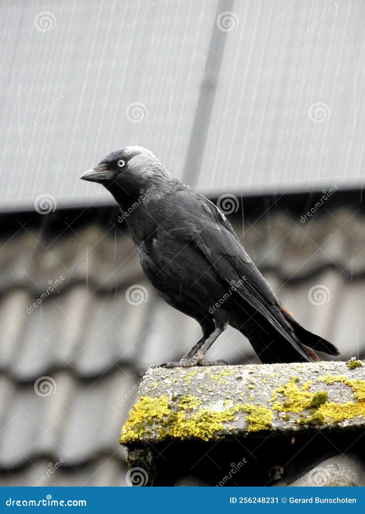 crow kraai gauw vogel bird dak roof black zwart veren feather feathers regen rain mos life dieren animals animal