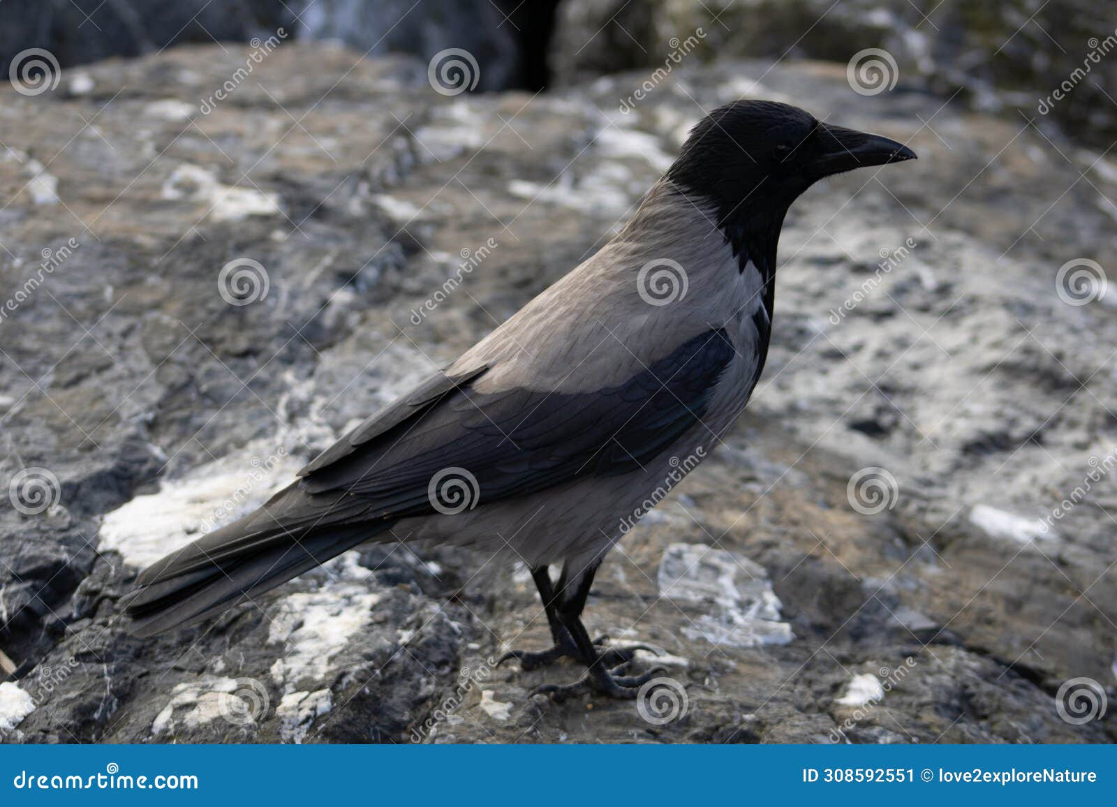 crow-like bird on rocks at the seaside in moda kadikoy istanbul