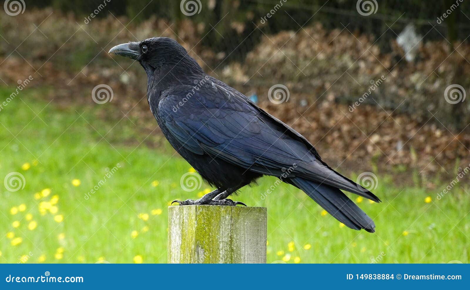 download free carrion playtime download free carrion playtime