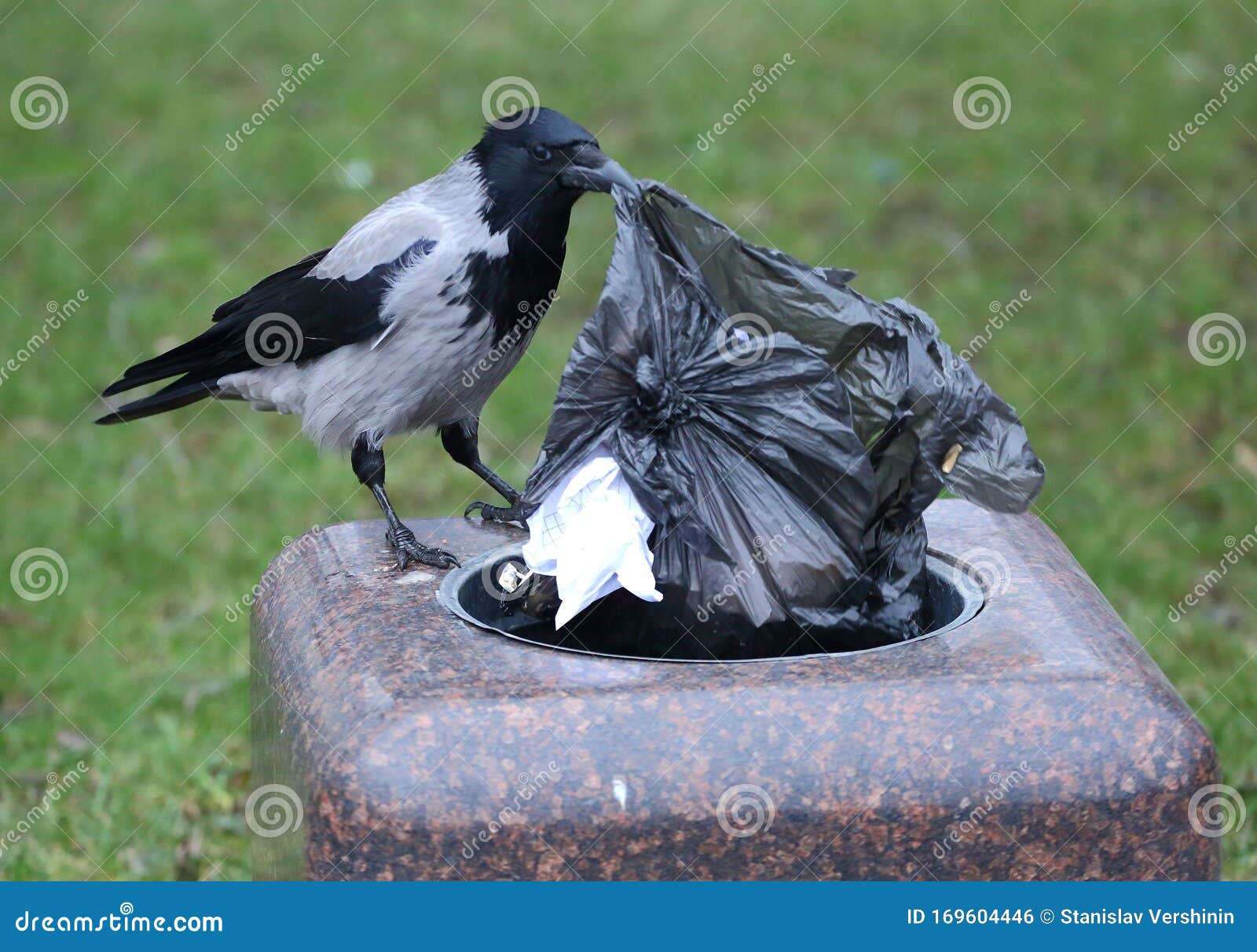 Crow Pulls a Black Plastic Bag of Garbage Out of the Trash Can Stock