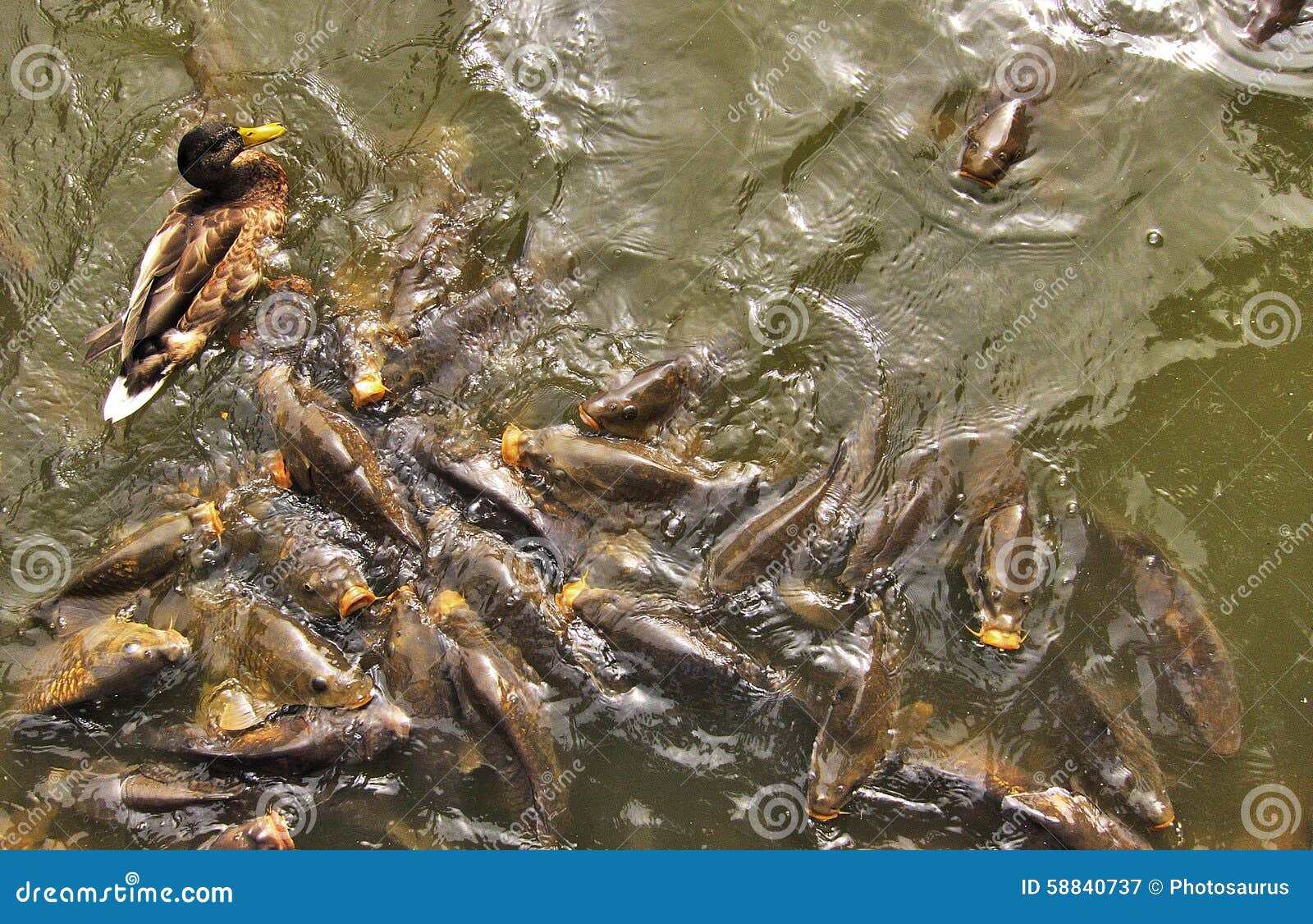 Crowd of carps and a duck stock image. Image of animal 58840737