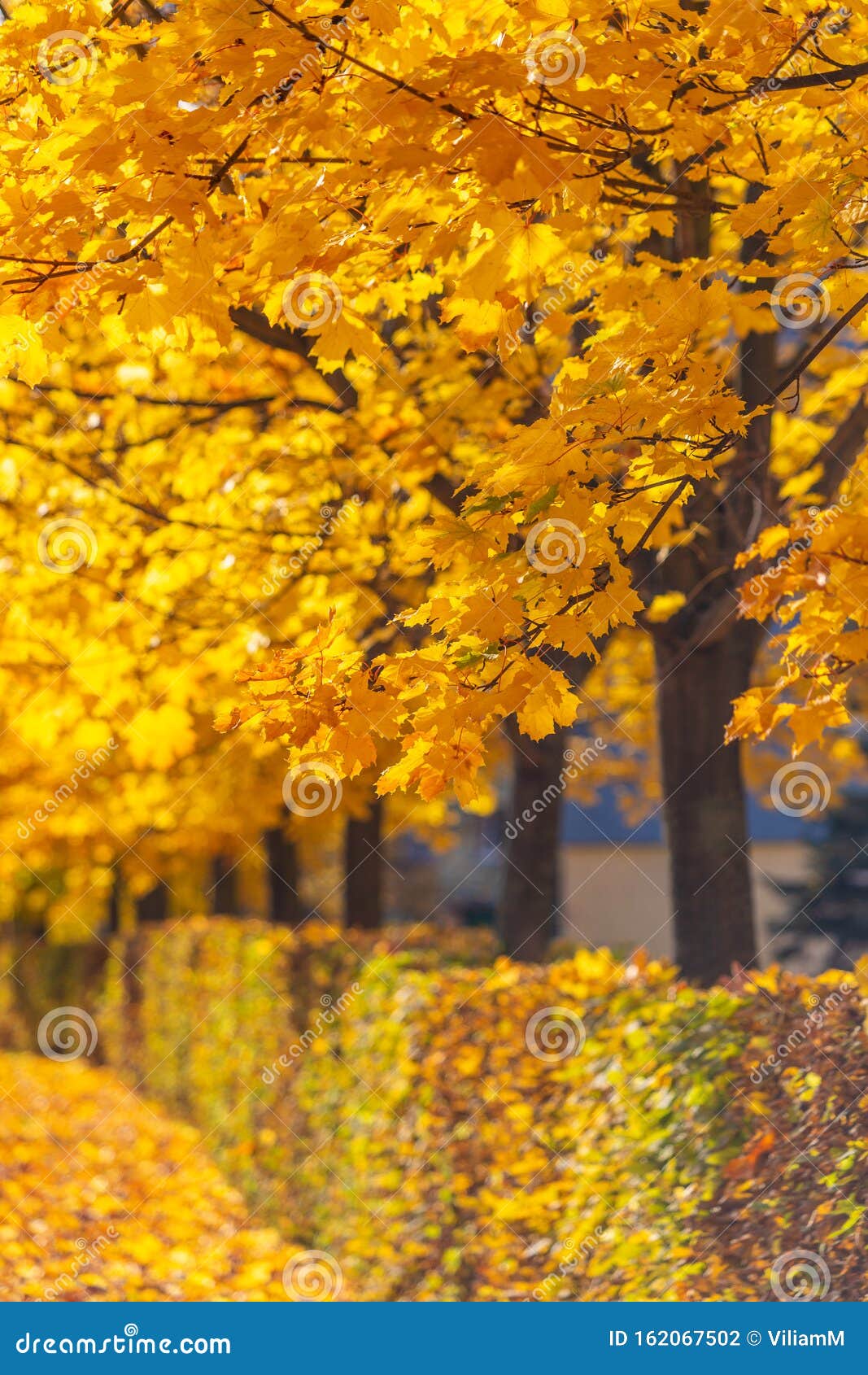 Crowd of Orange Colored Trees in Autumn Season Stock Photo - Image of  outdoor, maple: 162067502