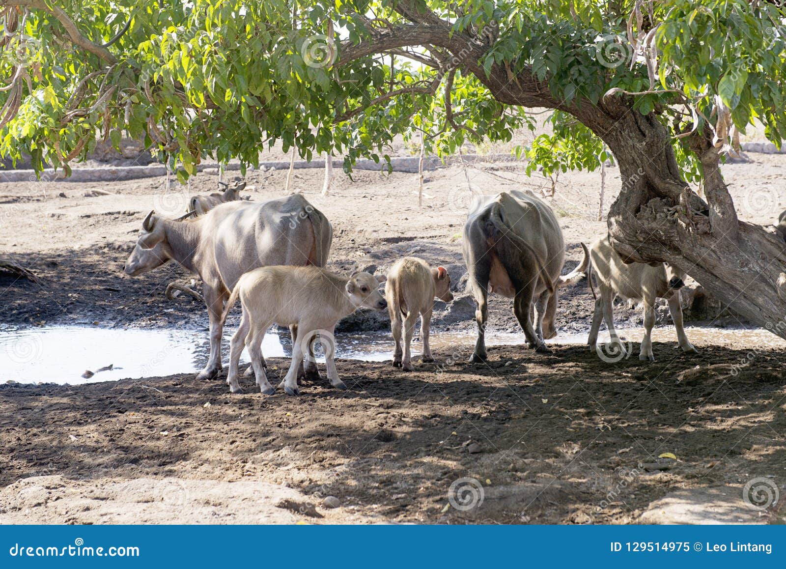 crowd of white buffalo sumbawa take shelter under a trees