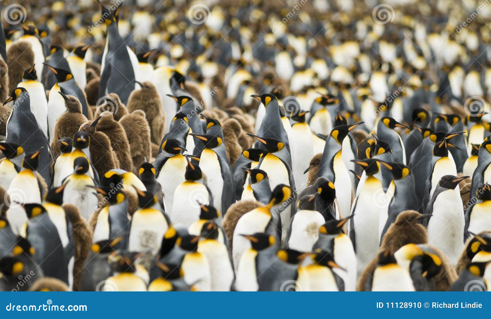 crowded king penguin colony