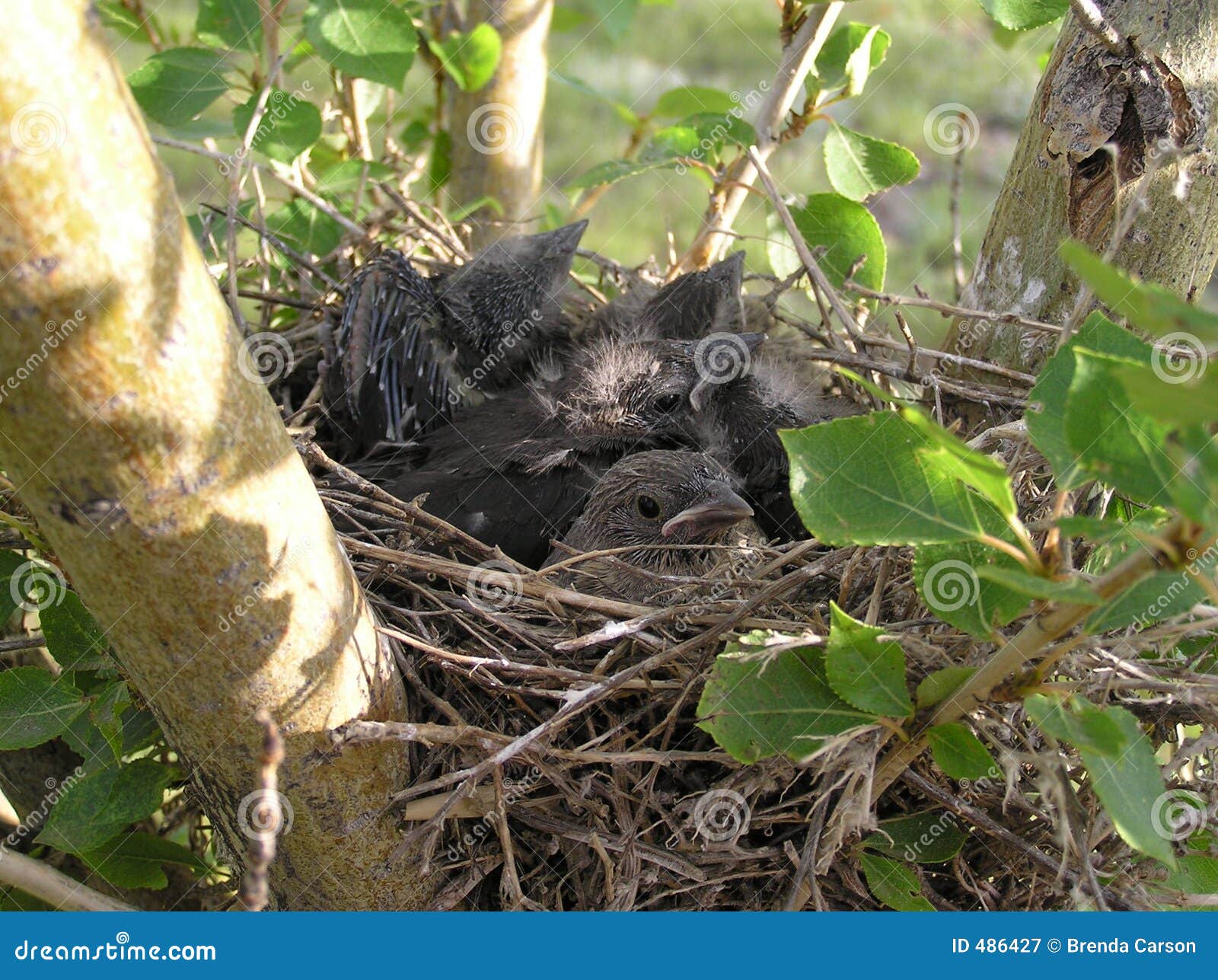 crowded nest