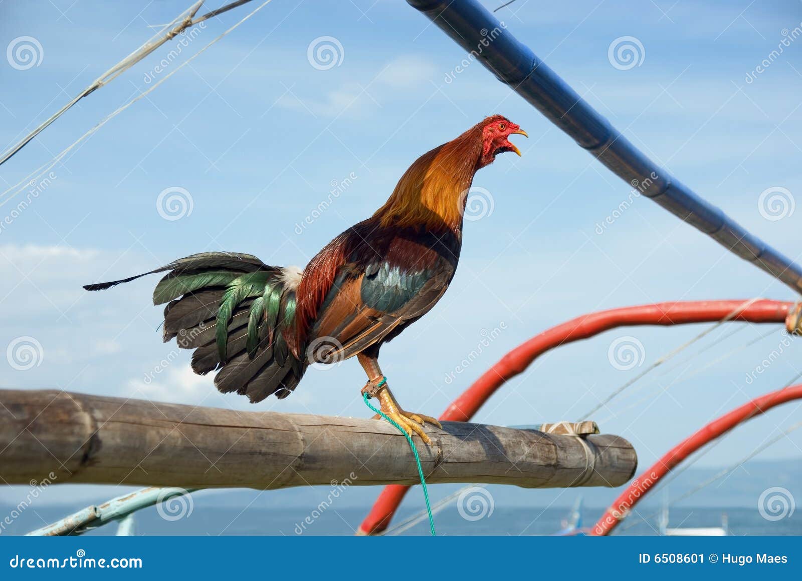Crowing Asian rooster stock image. Image of restrained 6508601
