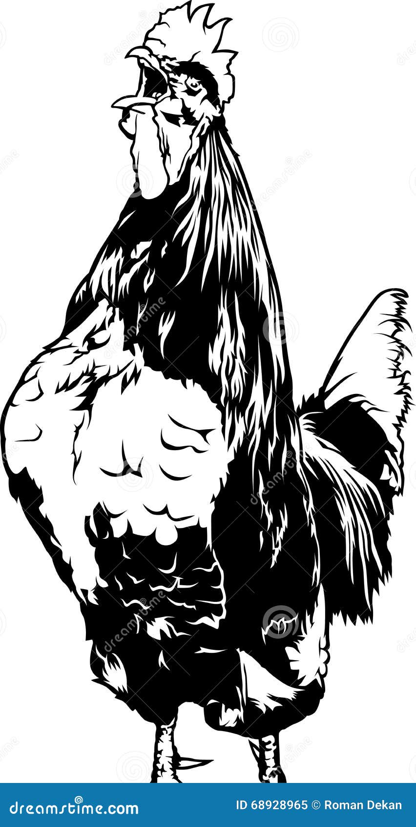 Crowing Rooster stock vector. Illustration of fowl, farm - 68928965