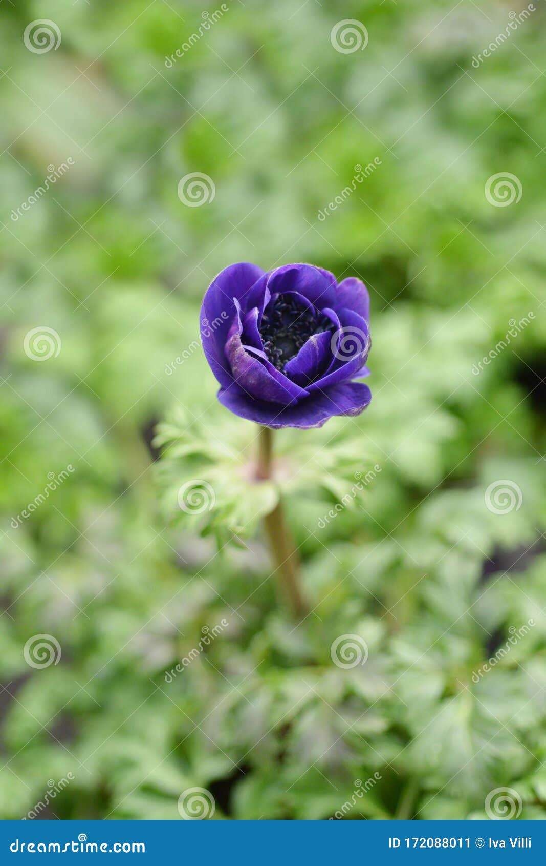 crown anemone animo blue