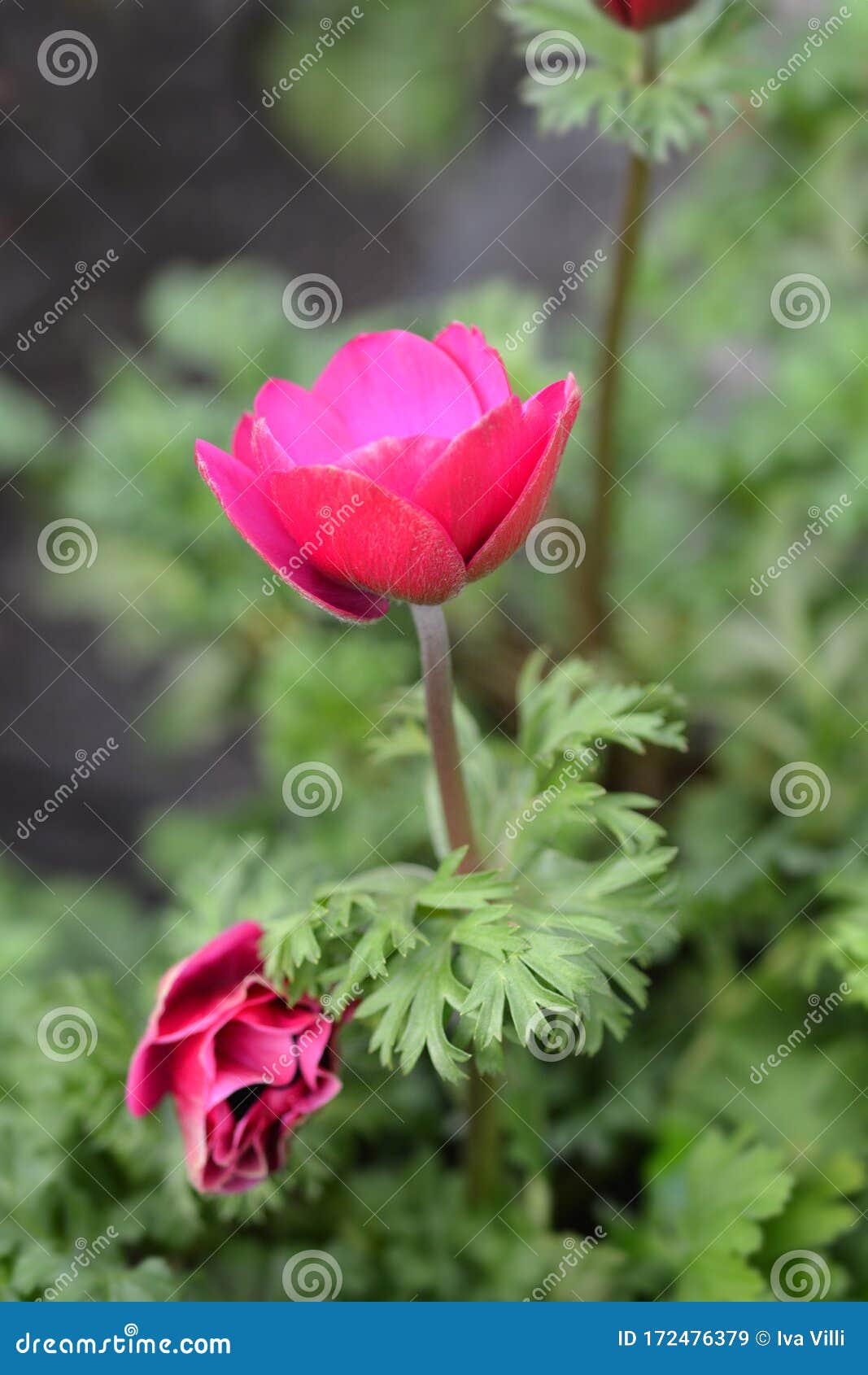 crown anemone animo pink
