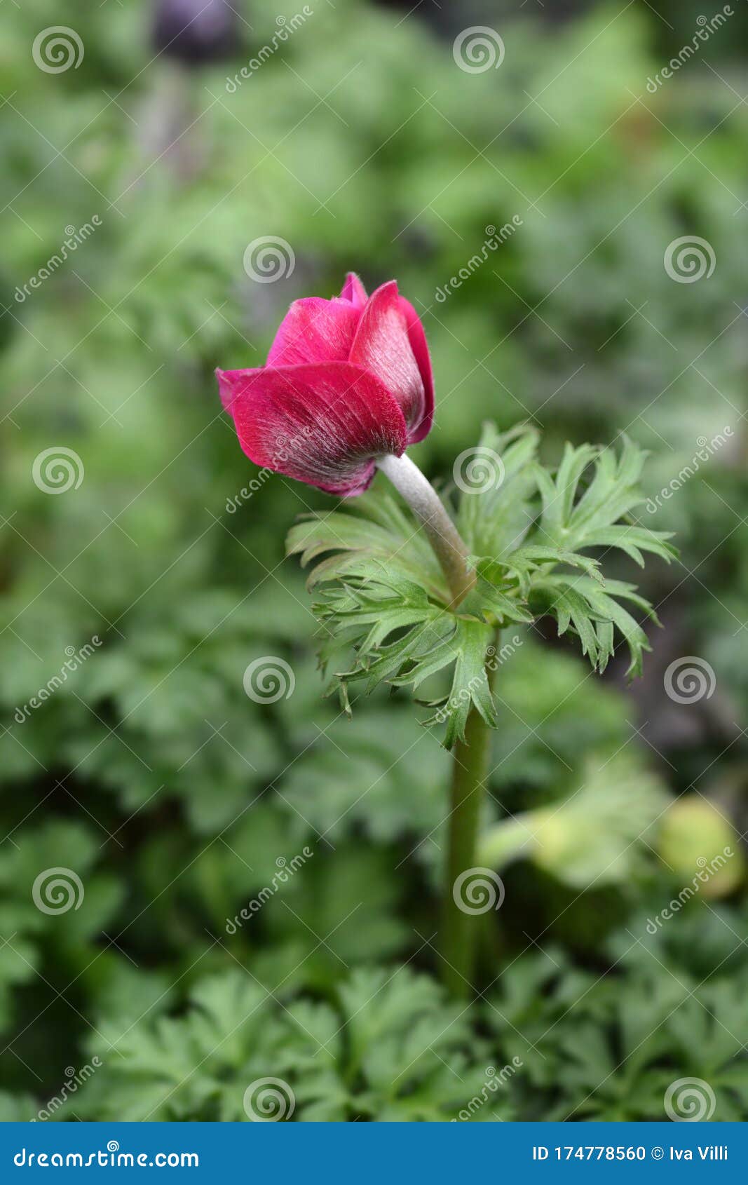 crown anemone animo pink