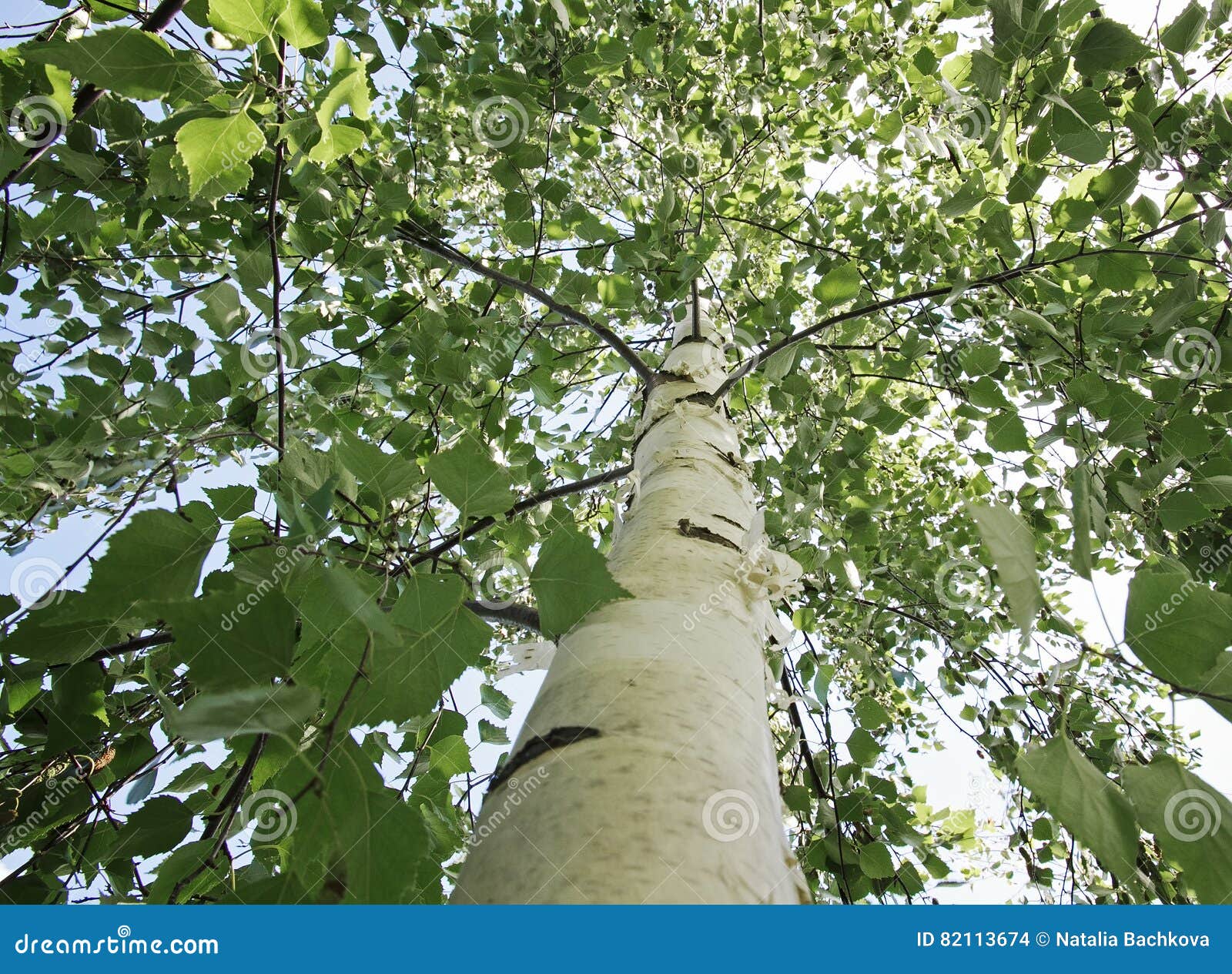 Crown of a Birch Tree with Green Young Leaves Stock Photo Image of nature, season 82113674