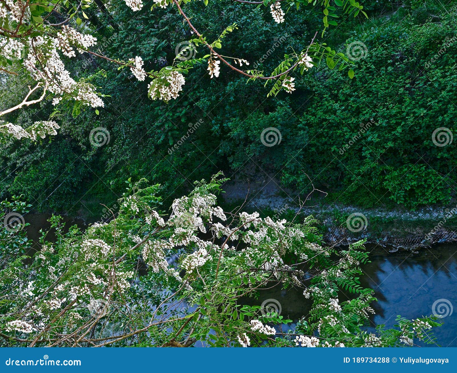 Crown of Blooming White Acacia Over the River Stock Photo - Image of ...