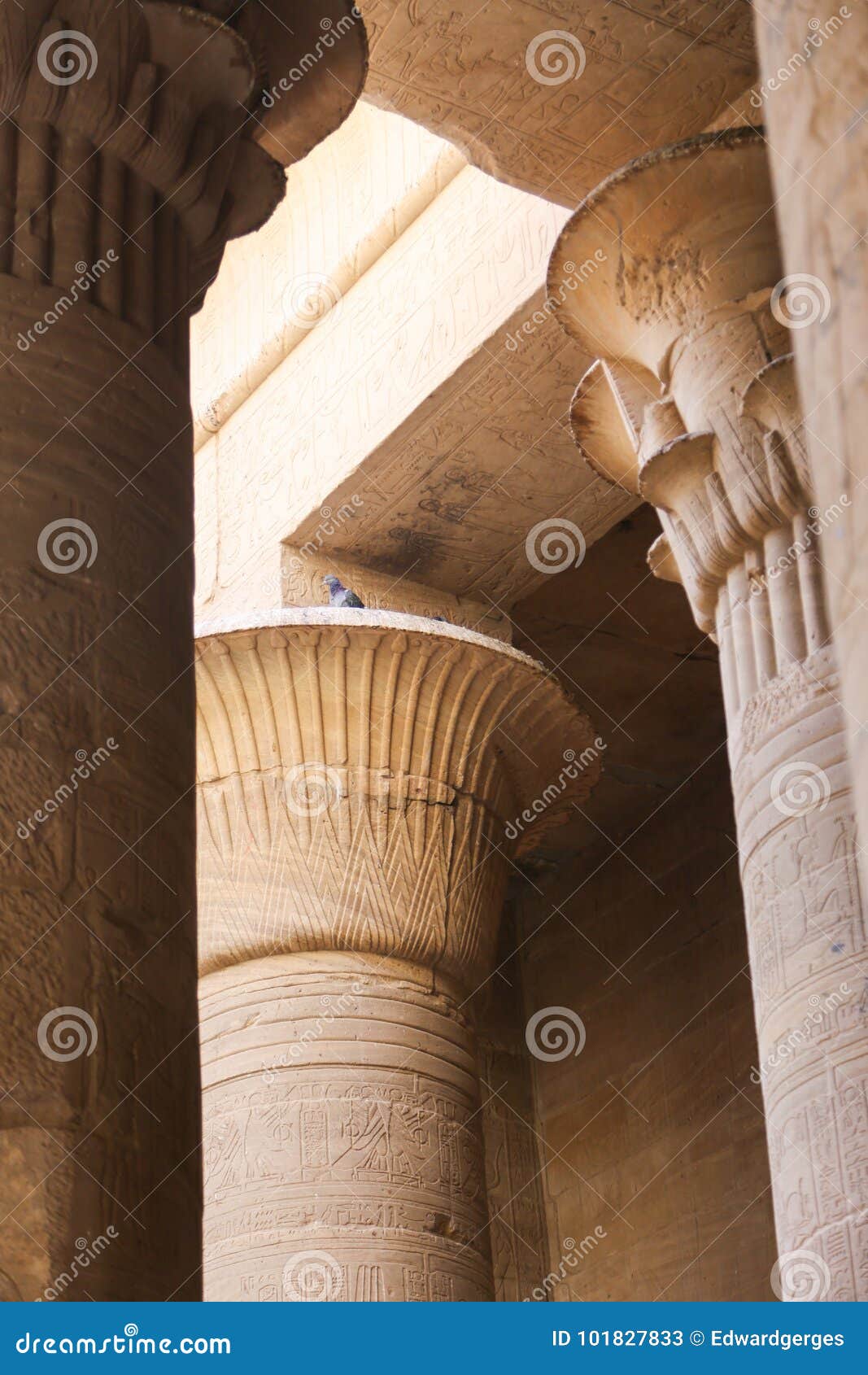 Crown Columns As Lotus Flower Of Horus Temple Egypt Stock Image Image Of Pharaoh Monument Crown Columns As Lotus Flower Of Horus Temple Egypt Stock Image Image Of Pharaoh Monument