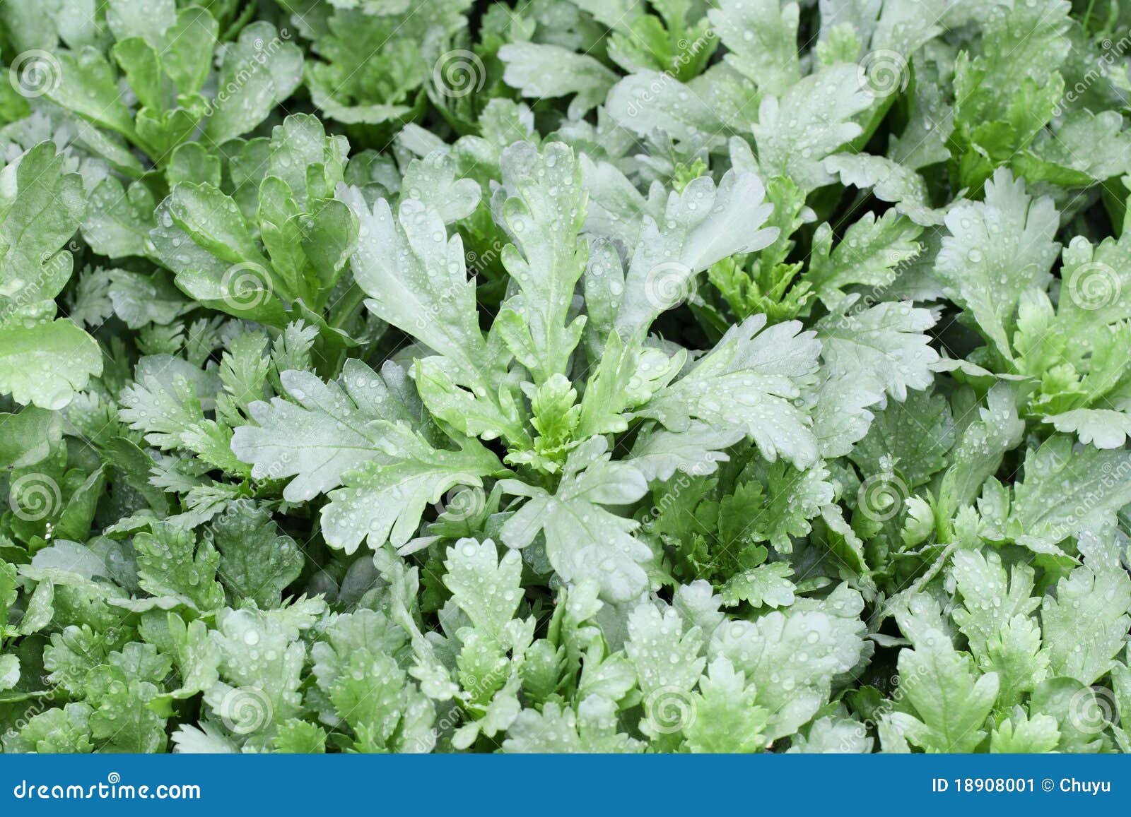 Crown daisy vegetable stock image. Image of spring, agriculture 18908001
