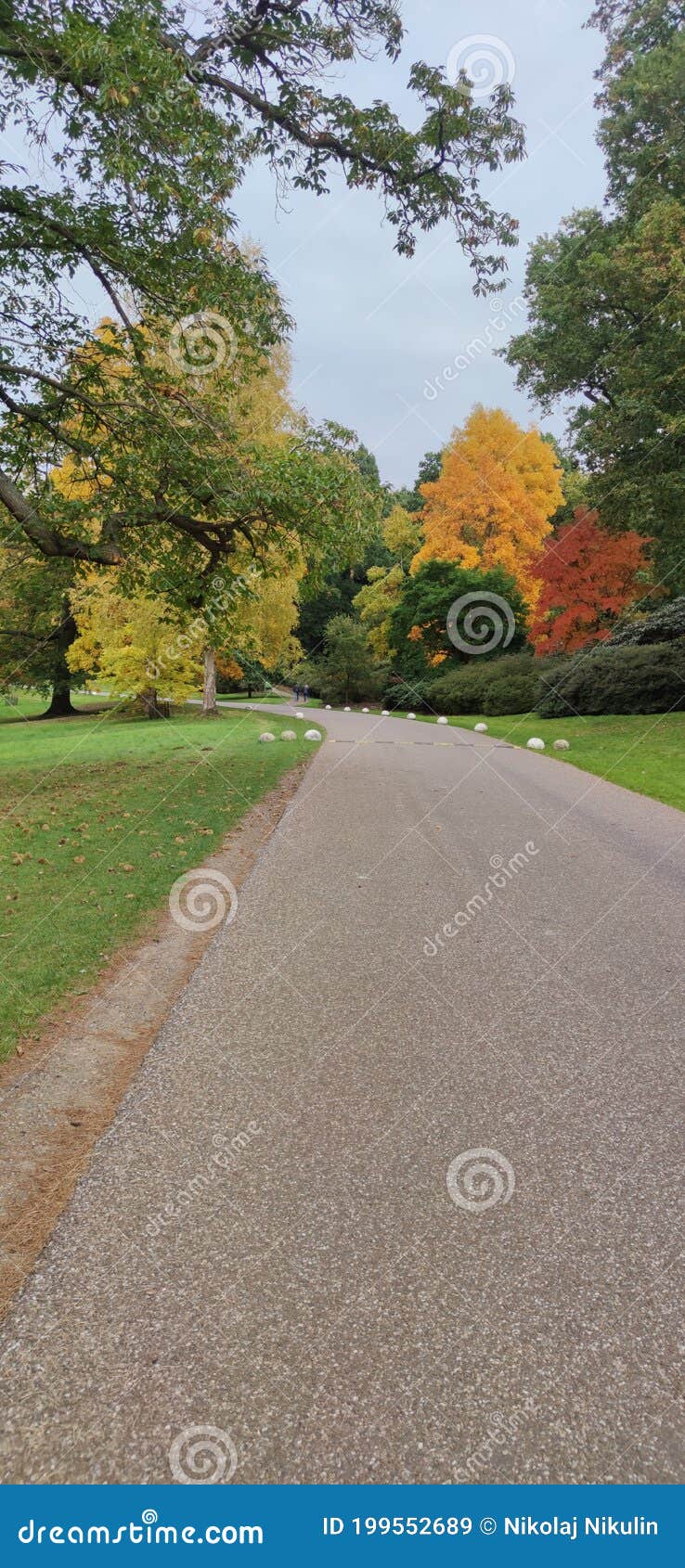 The Crown Estate Windsor Great Park Stock Image Image of branch, sunlight 199552689