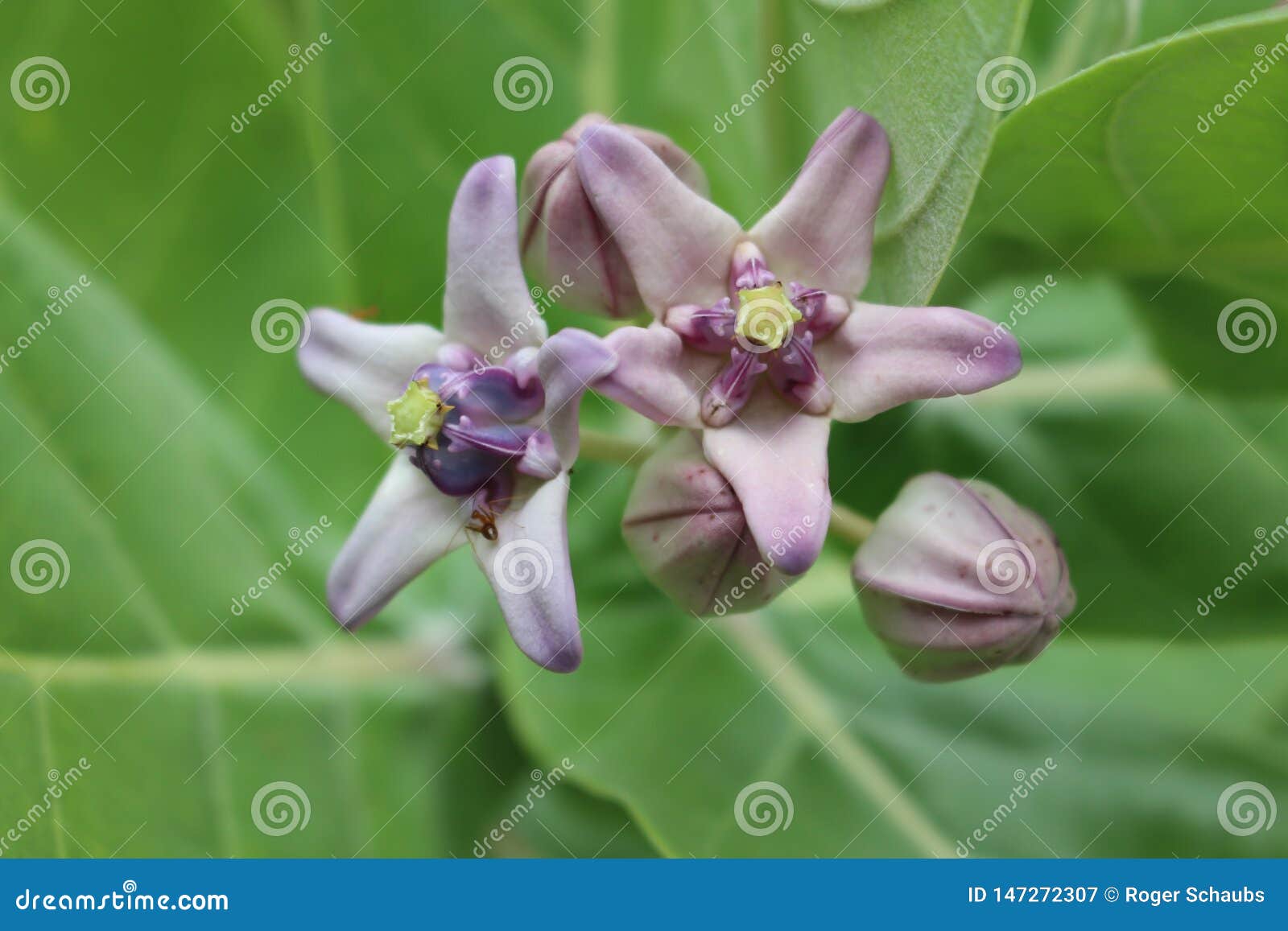 crown flower - calotropis