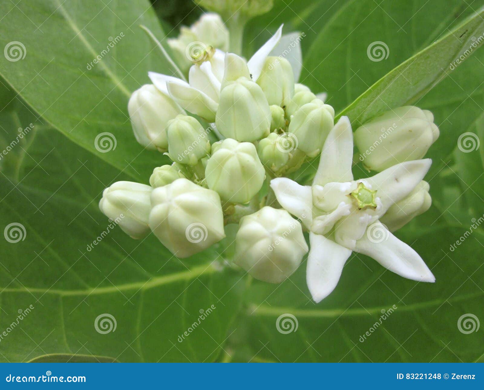 crown flowers natural buque.