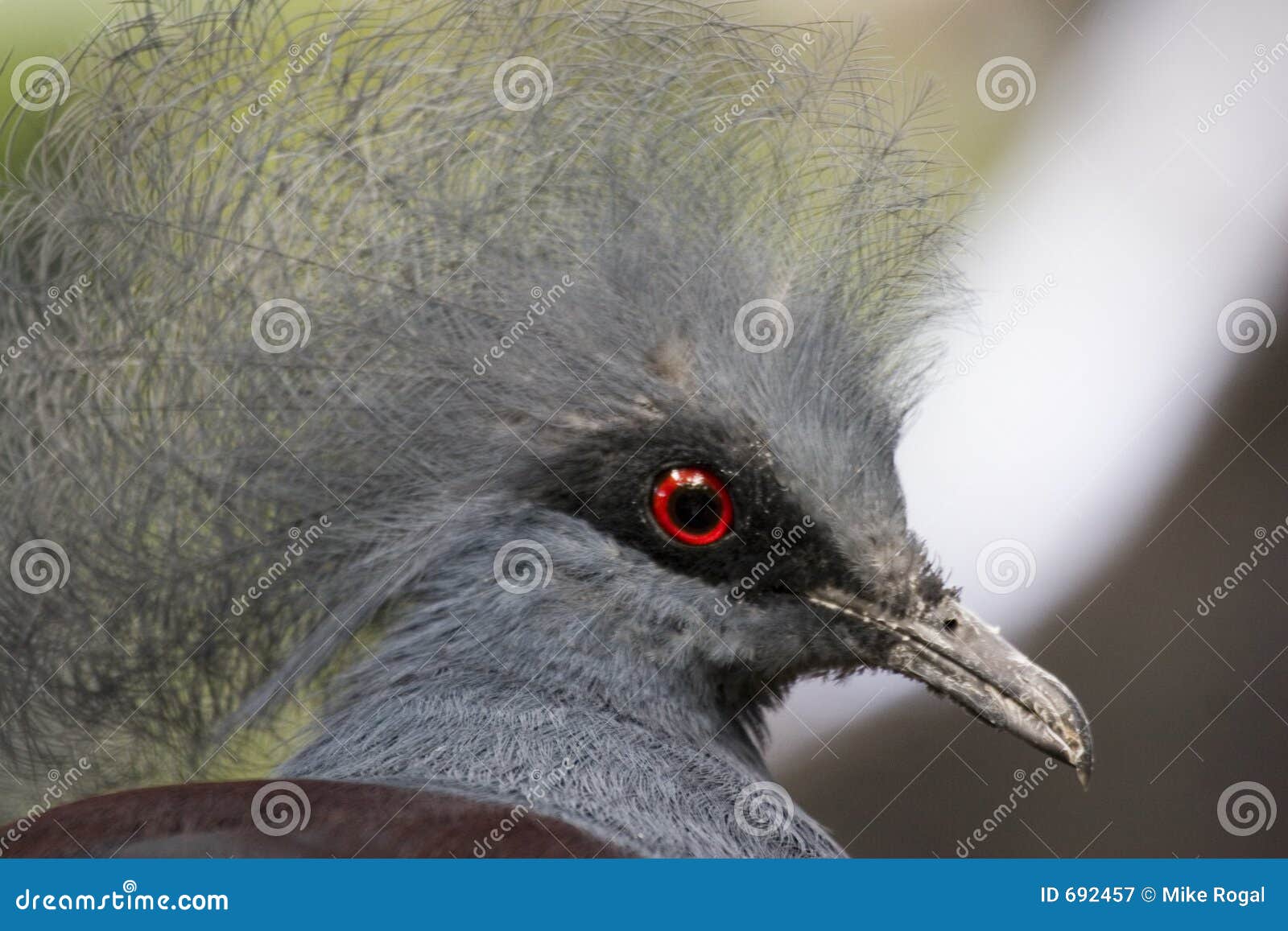 crown goura pigeon