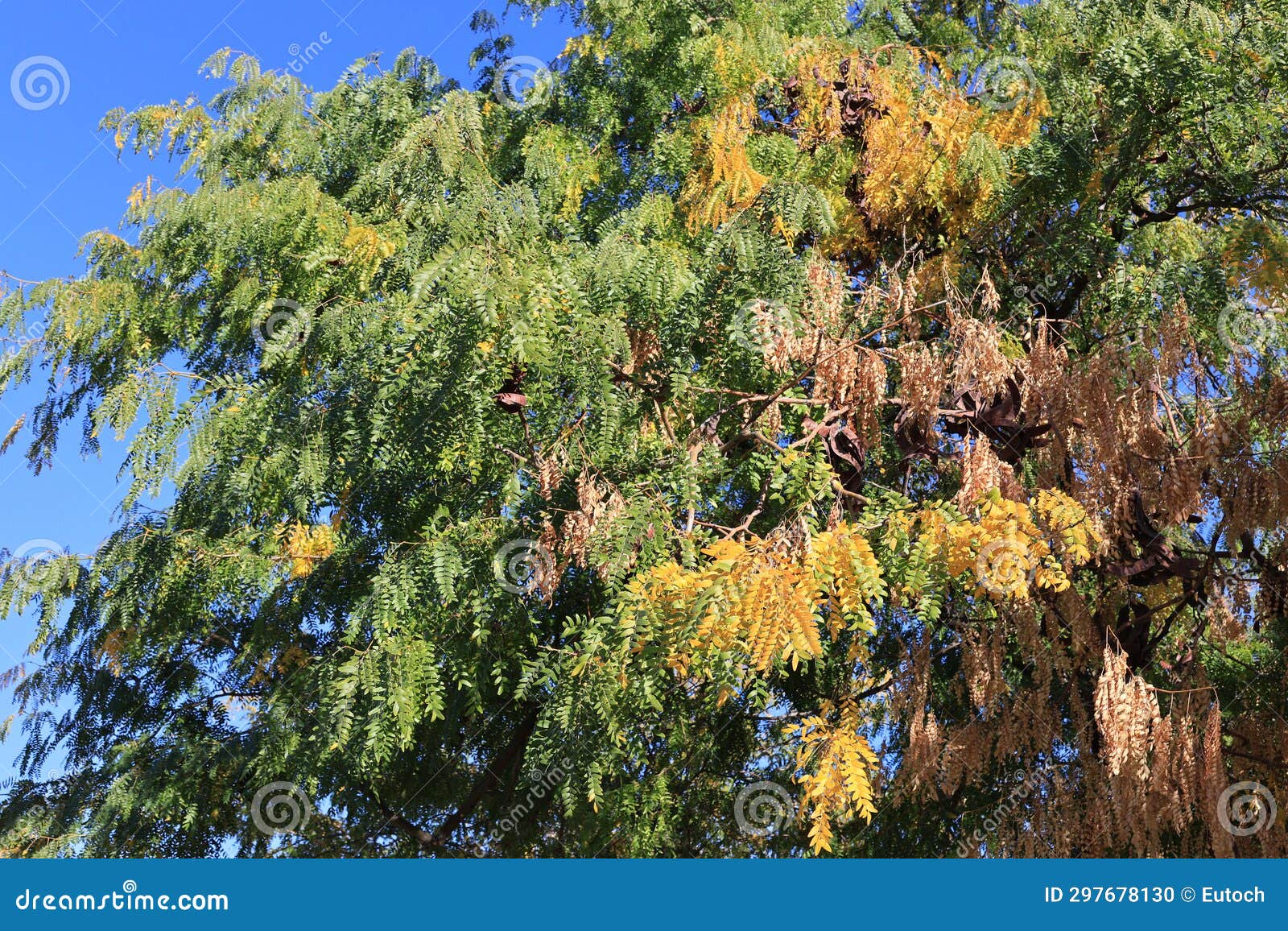 crown of honey locust tree also known as gleditsia triacanthos in autumn