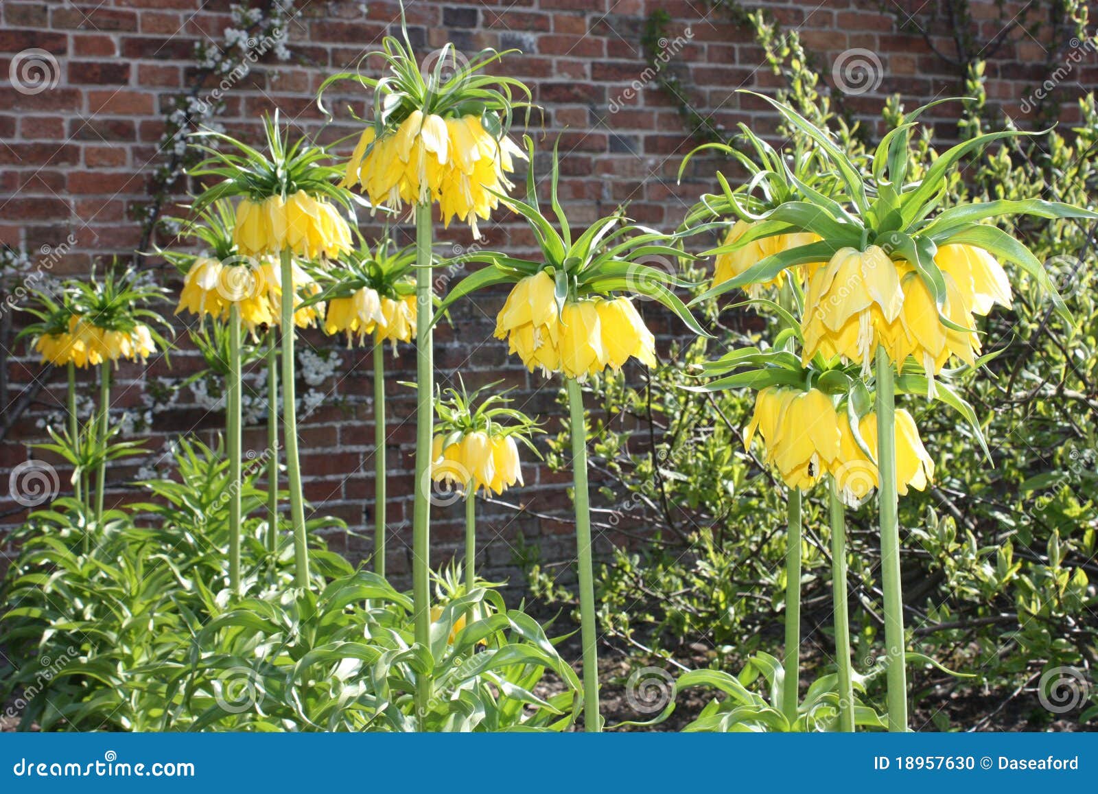 Crown Imperial Flowers stock photo. Image of stems, garden 18957630