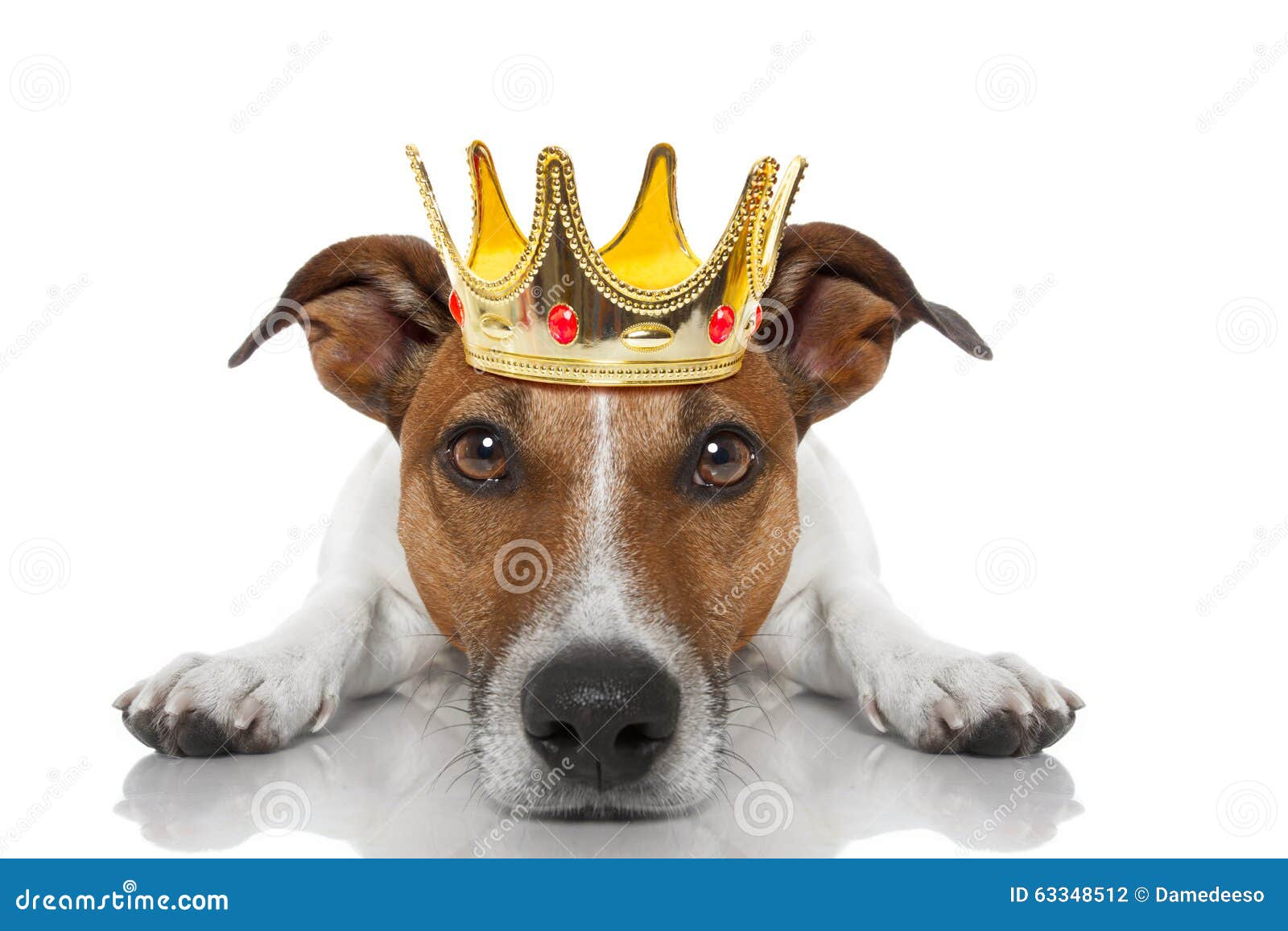 crown king dog jack russell as looking staring you lying ground floor isolated white background 63348512