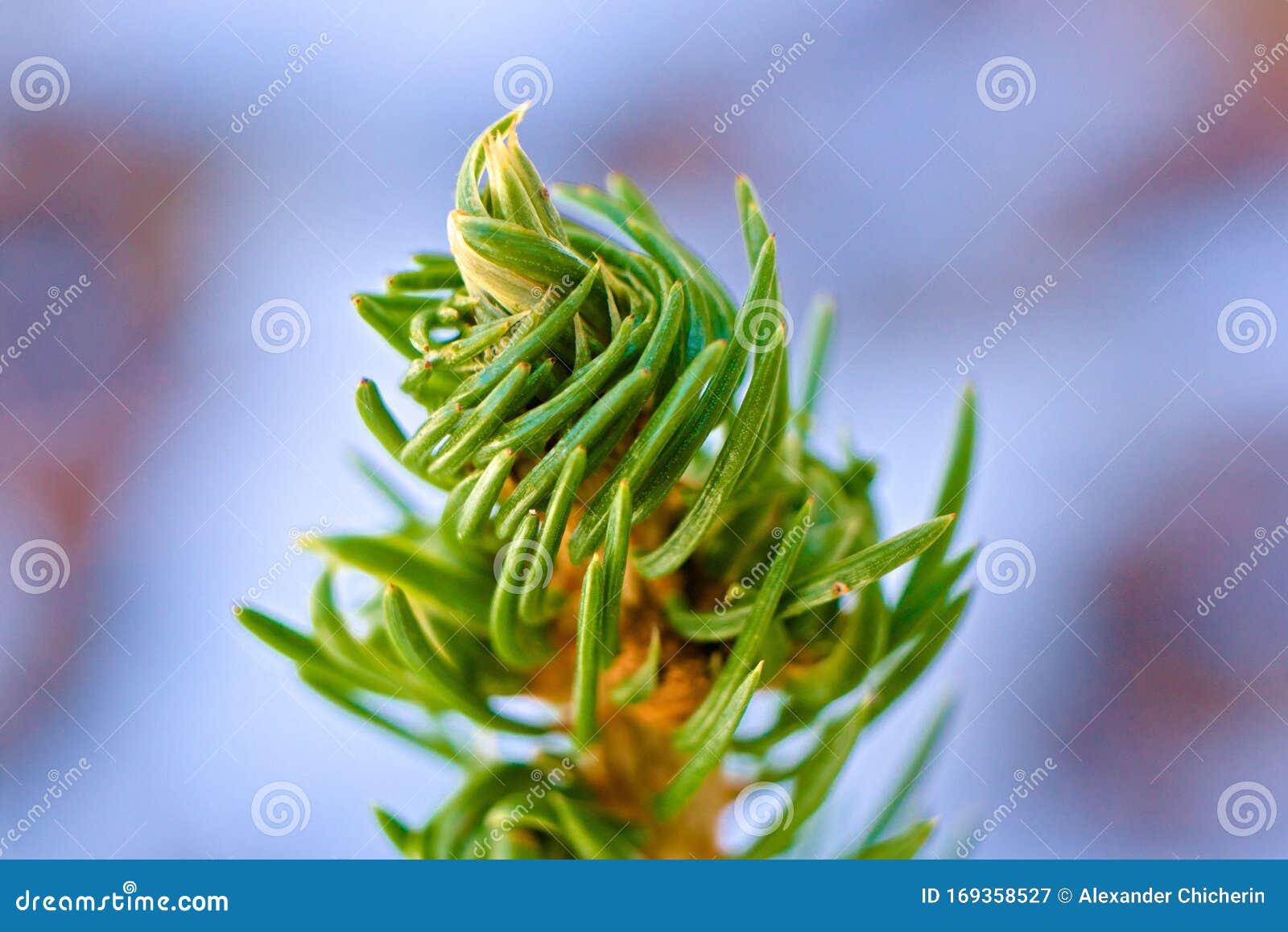 The Crown of the Little Fir. Tree Growth Point. Stock Image Image of