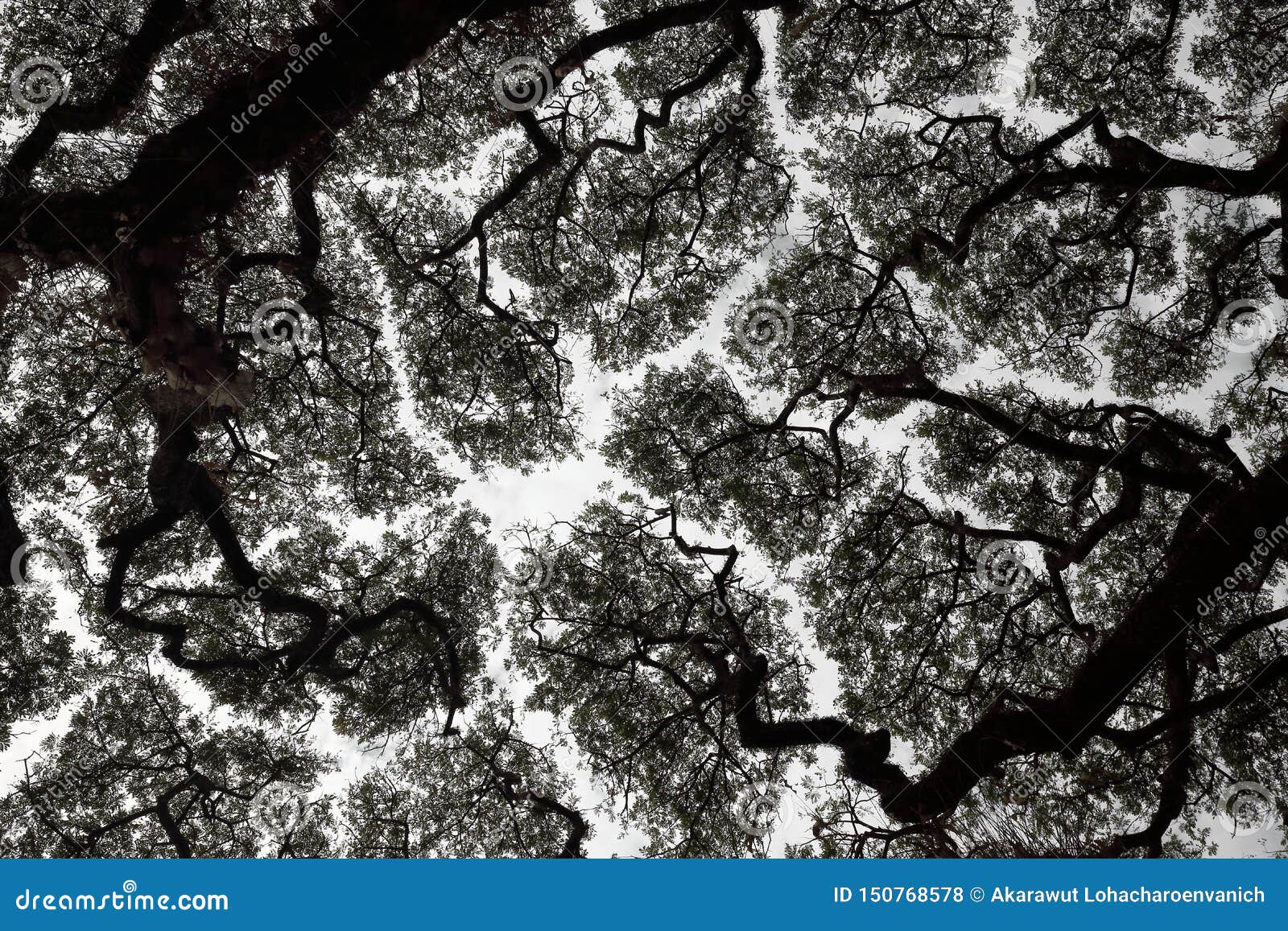 Crown Shyness Phenomenon Or Canopy Spacing And Disengagement Of Tree Crown That Avoid Touching Each Other Stock Photo Image Of Growth Samanea Crown Shyness Phenomenon Or Canopy Spacing And Disengagement Of Tree Crown That Avoid Touching Each Other Stock Photo Image Of Growth Samanea