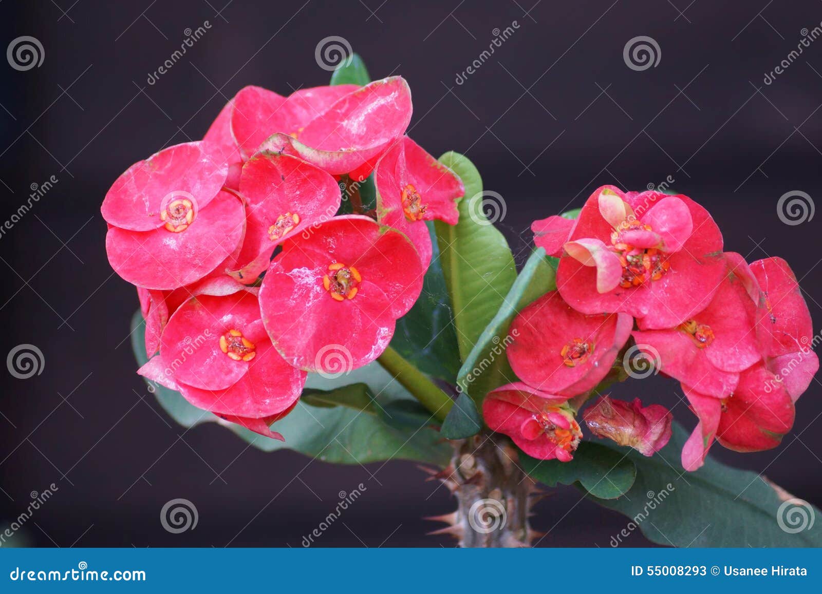 crown of thorns flowers : euphorbia milli desmoul in japanese ga