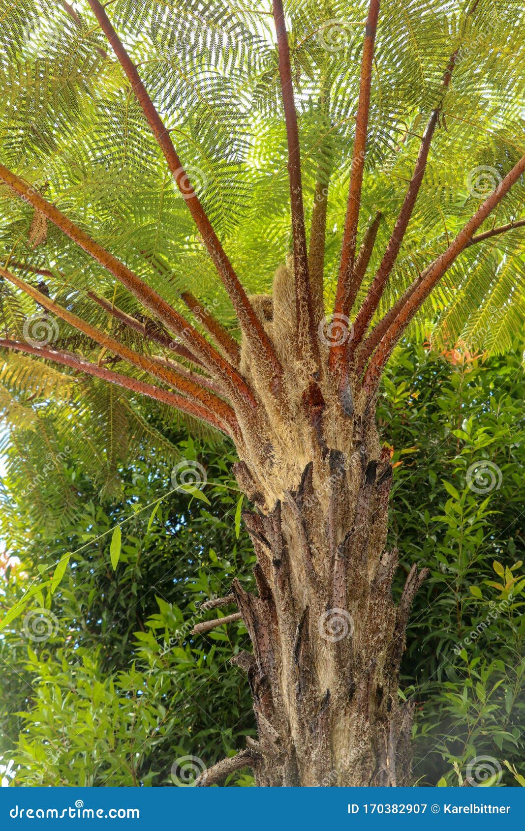 crown of tropical tree cyathea arborea. close up of branches of west indian treefern. the surface of the helecho gigante strain is