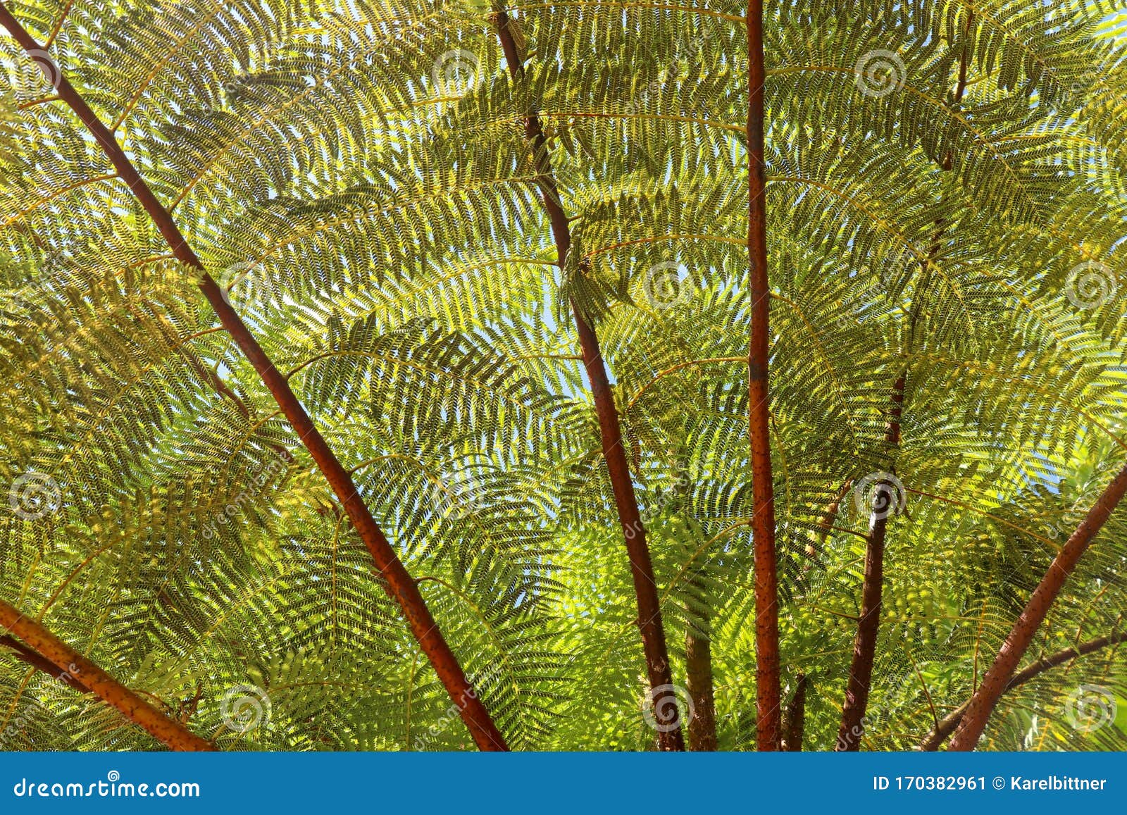 crown of tropical tree cyathea arborea. close up of branches of west indian treefern. the surface of the helecho gigante strain is