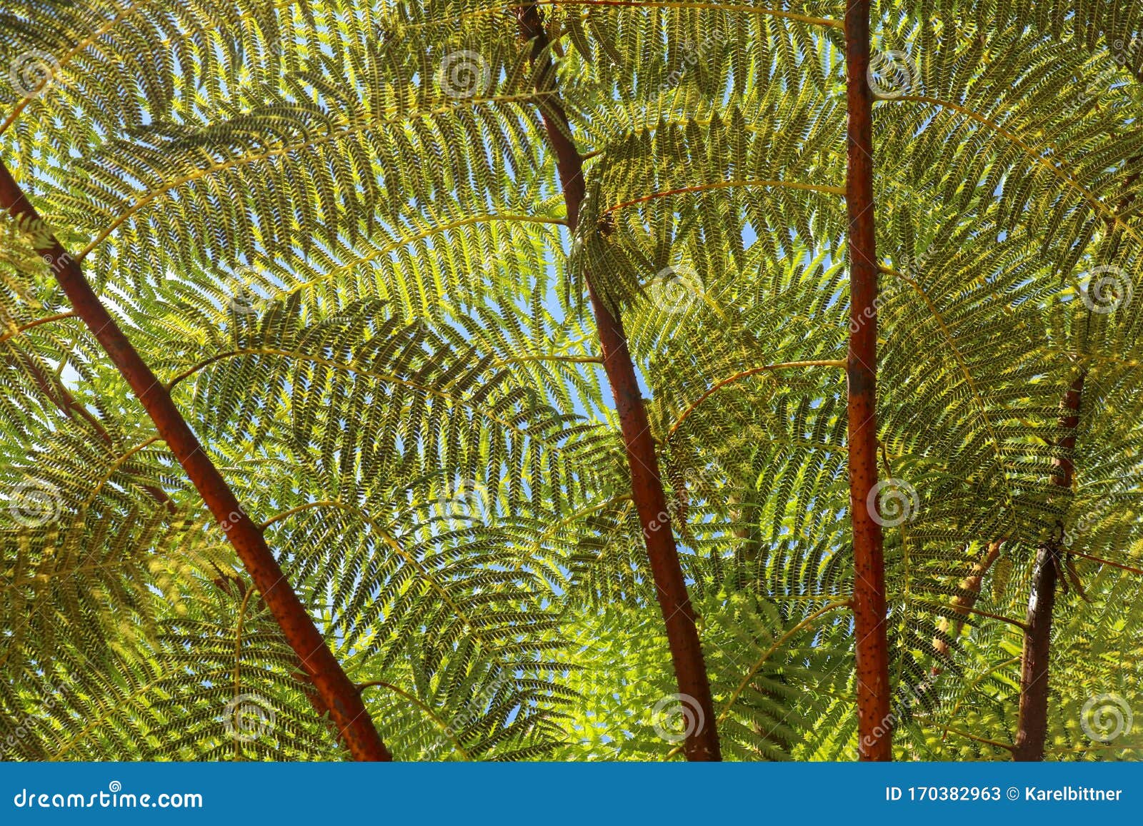 crown of tropical tree cyathea arborea. close up of branches of west indian treefern. the surface of the helecho gigante strain is