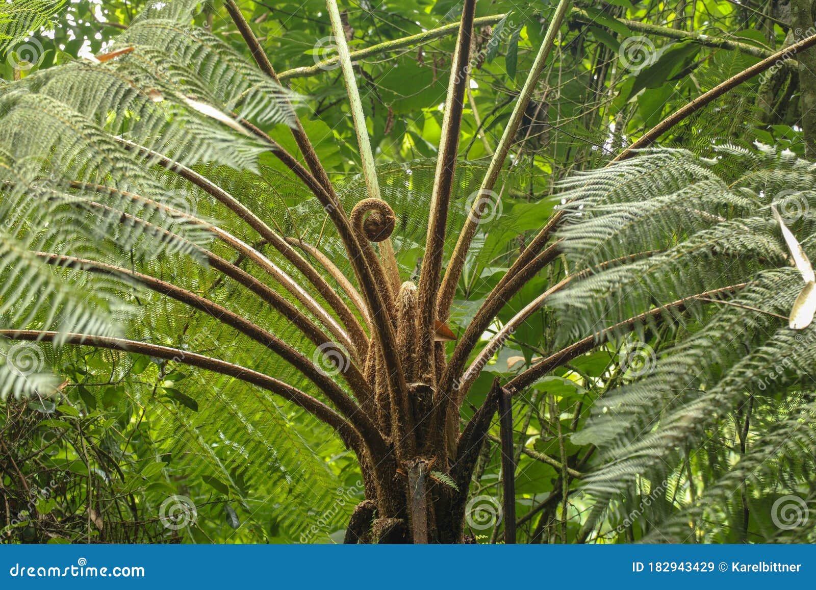 crown of tropical tree cyathea arborea. close up of branches of