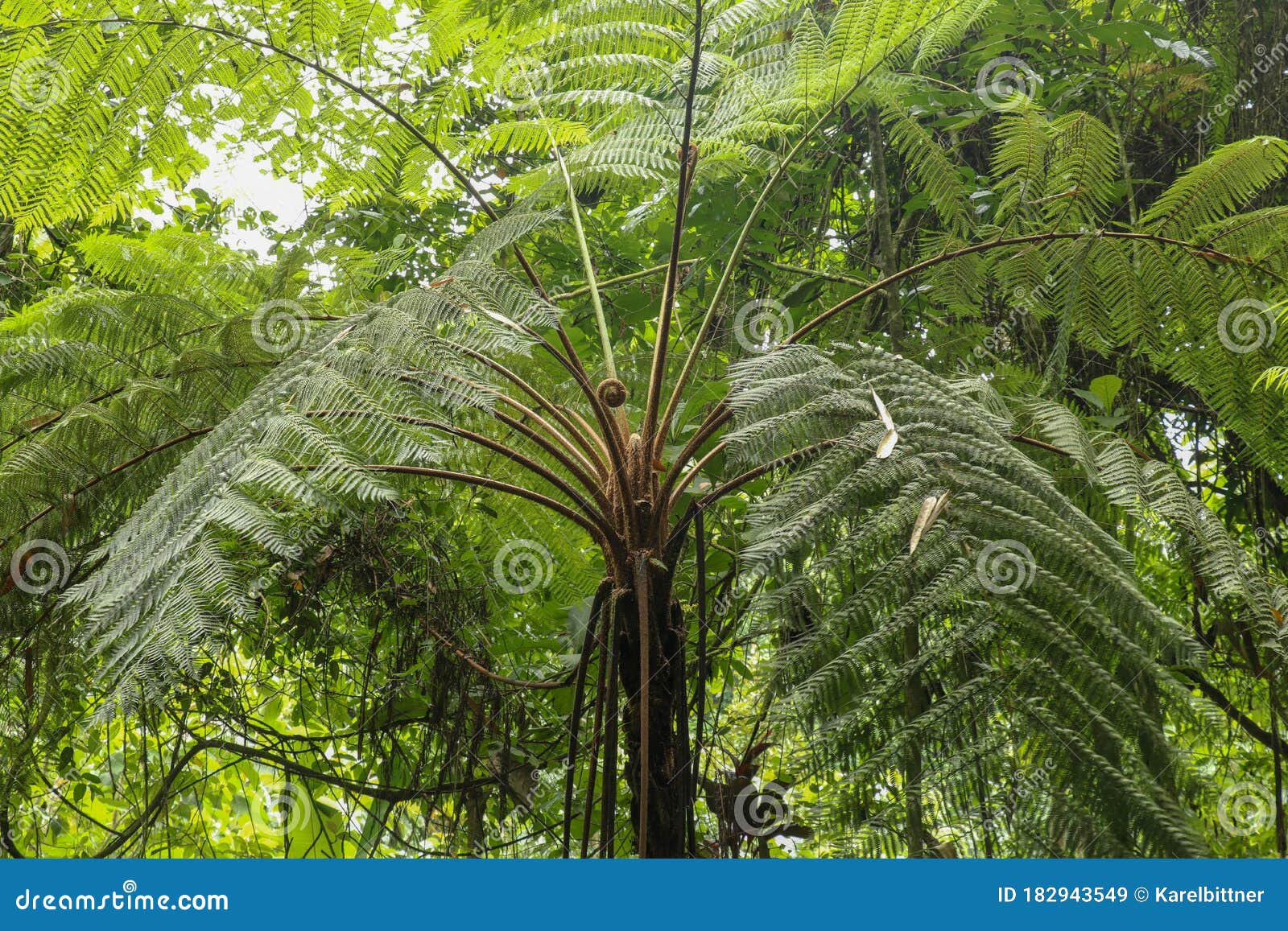 crown of tropical tree cyathea arborea. close up of branches of