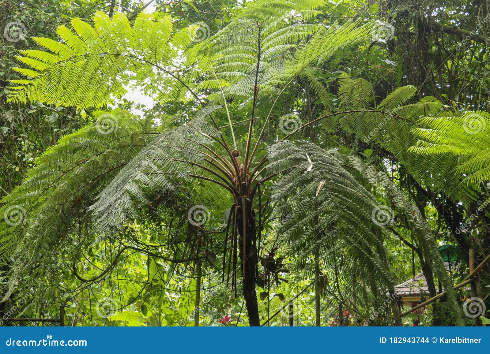 crown of tropical tree cyathea arborea. close up of branches of