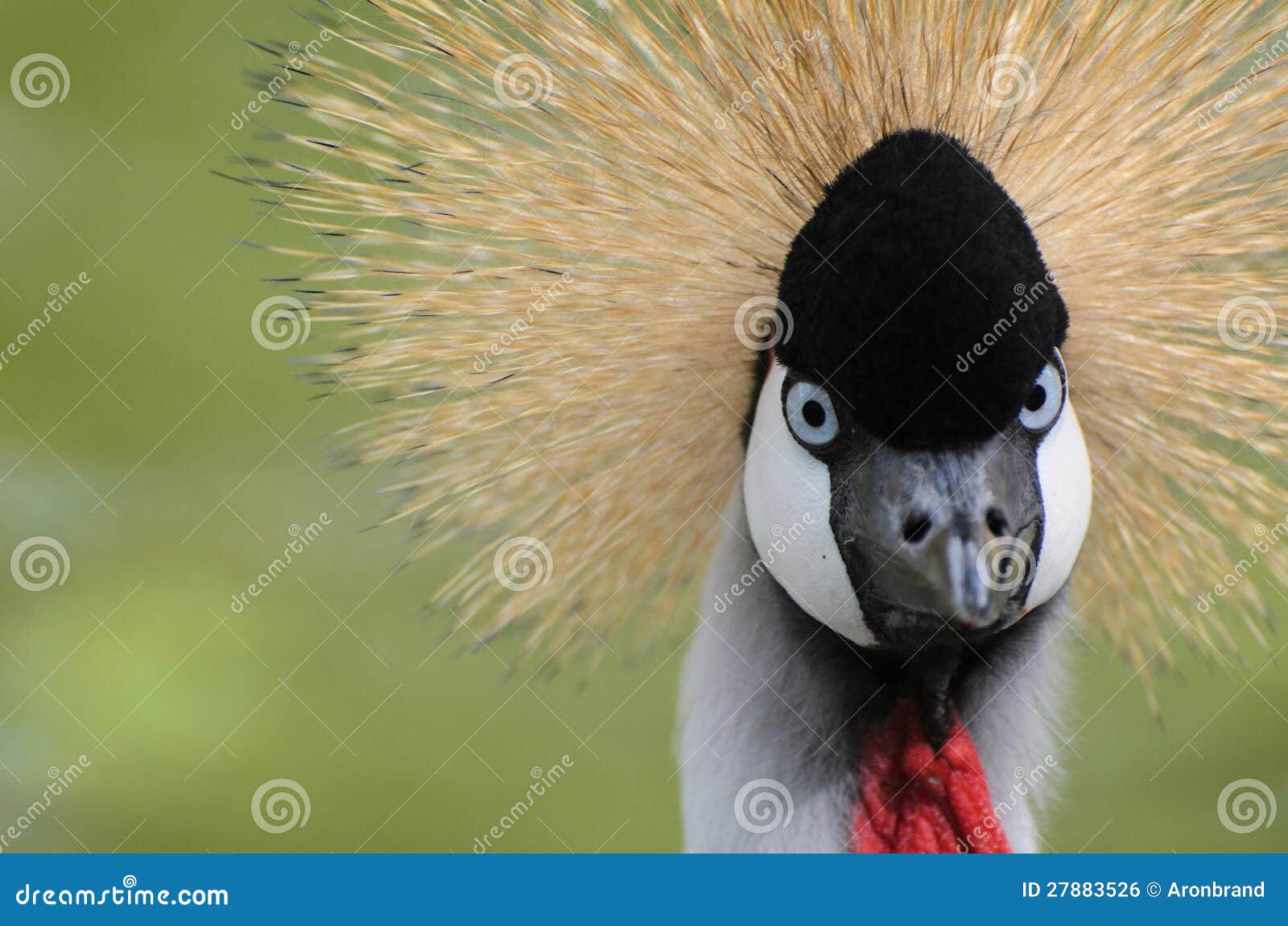 crowned crane - bird with a crazy hairdo
