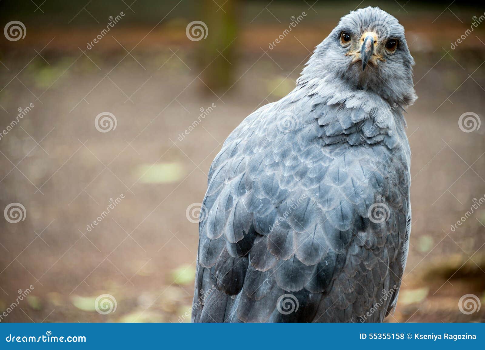 crowned solitary eagle, puerto iguazu, south america