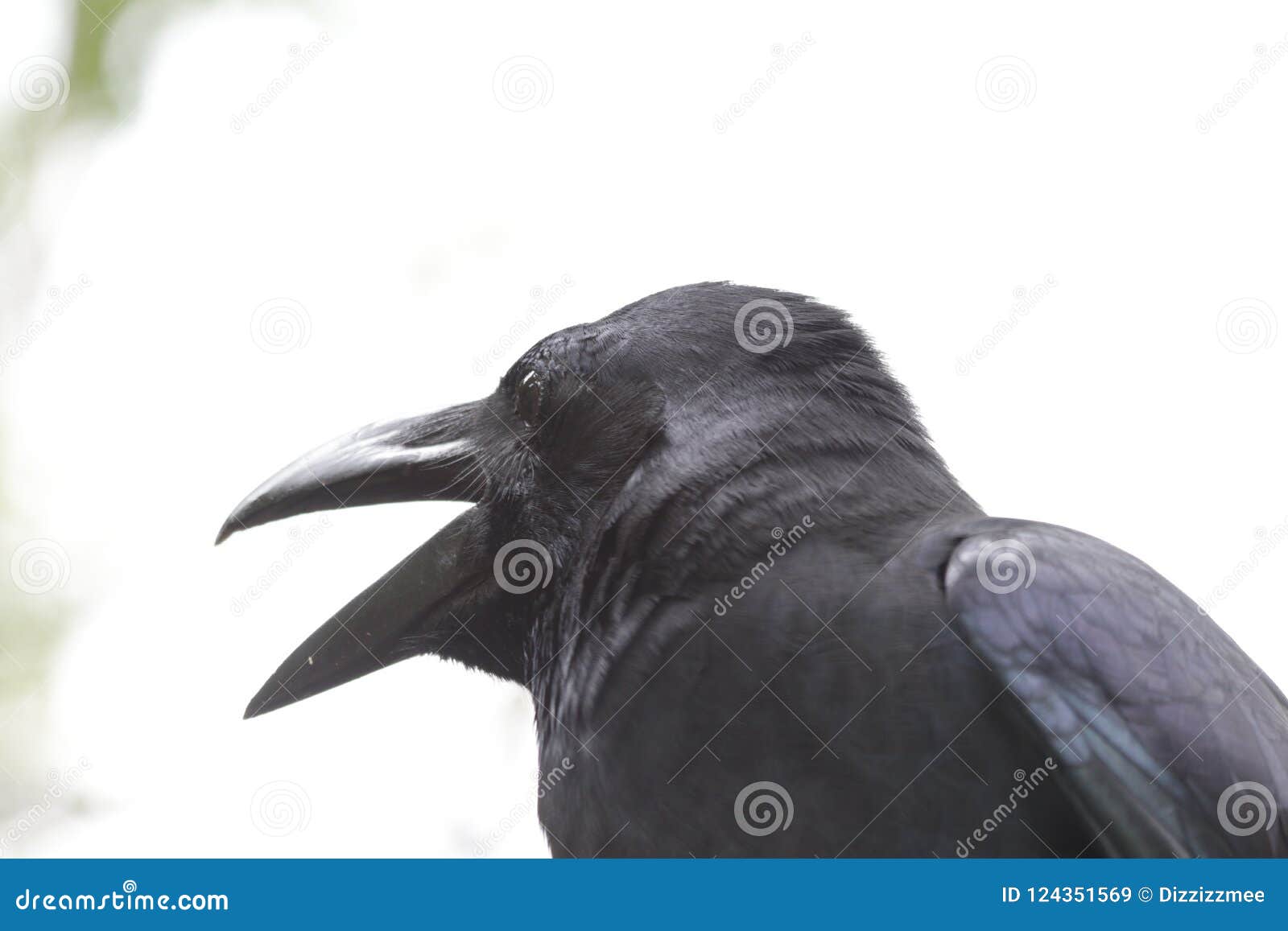 Close Up Black Crow Corvus Stock Image Image Of Birds Adaptability