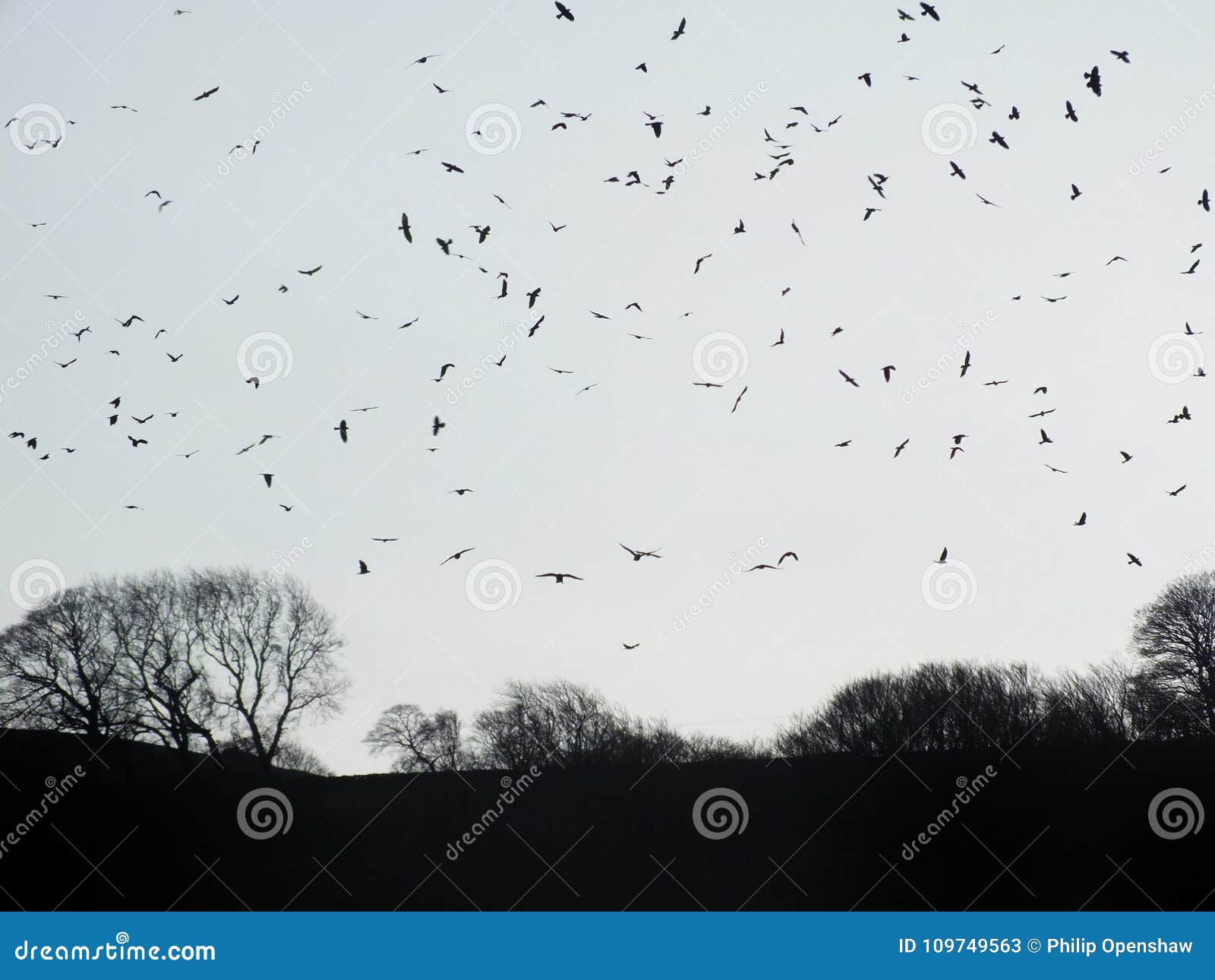 Crows Flocking Over Winter Forest Trees at Twilight Stock Image Image