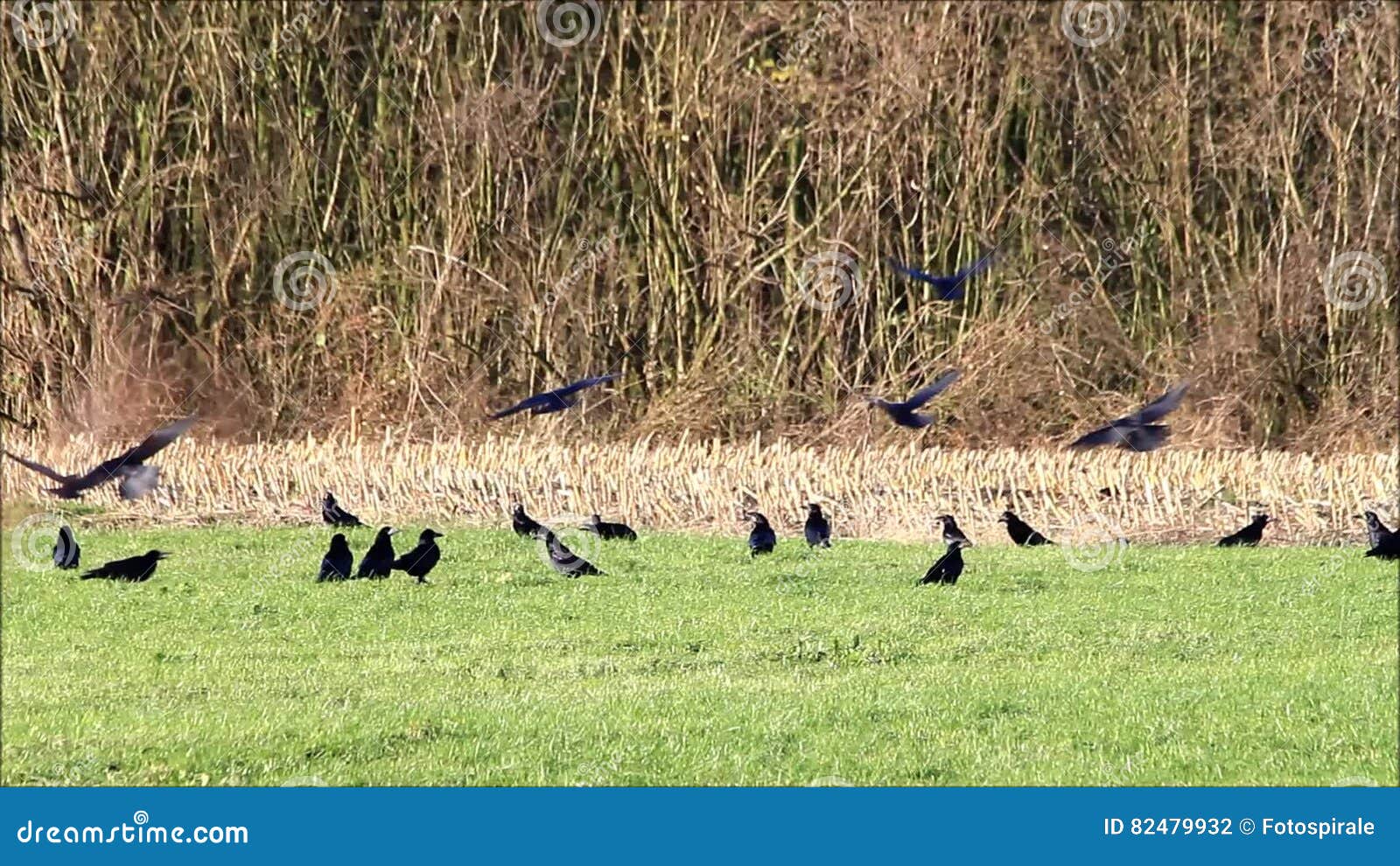 Crows Picking Over Prairie Burn On >> Crows On Meadow Stock Footage Video Of Tree Flight 82479932 Crows Picking Over Prairie Burn On >> Crows On Meadow Stock Footage Video Of Tree Flight 82479932