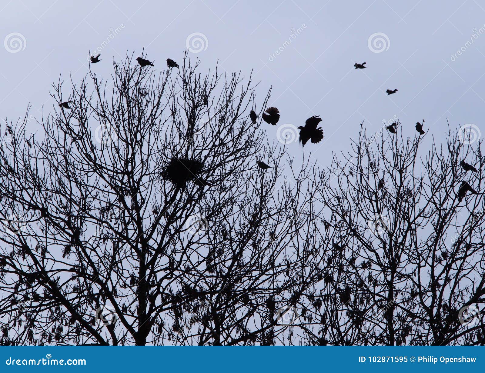 Crows Nesting in Woodland Bare Forest Trees Stock Image Image of nature, bare 102871595