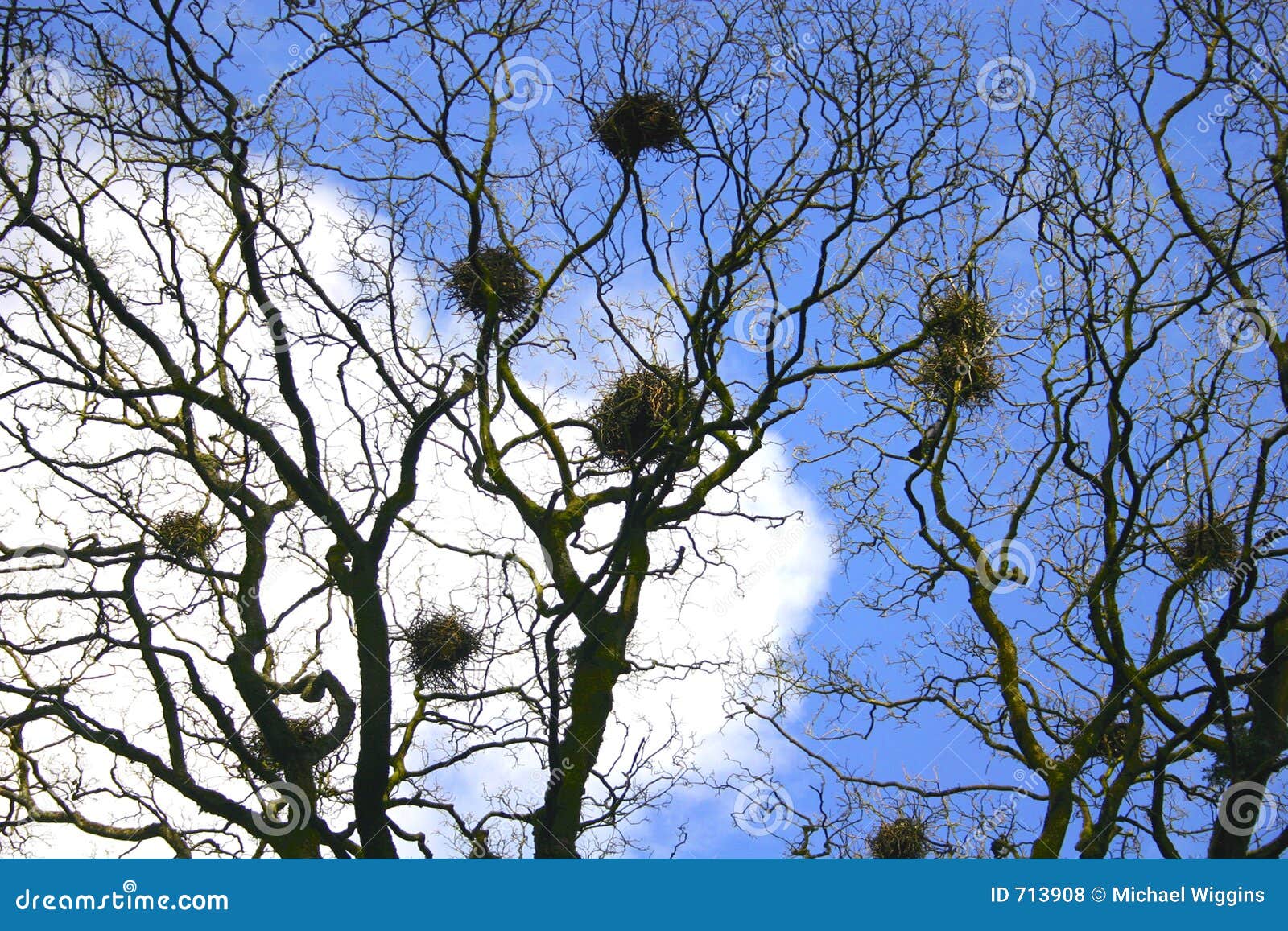 crows nests 713908