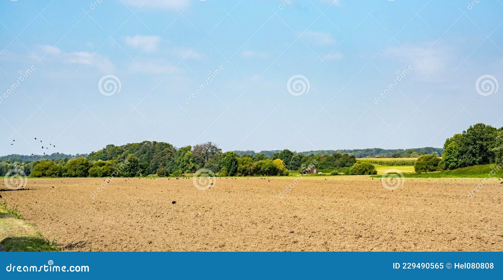 crows peck for grains after harvesting on the freshly ploughed field in autumn. rural area with fields, meadows and forests and a
