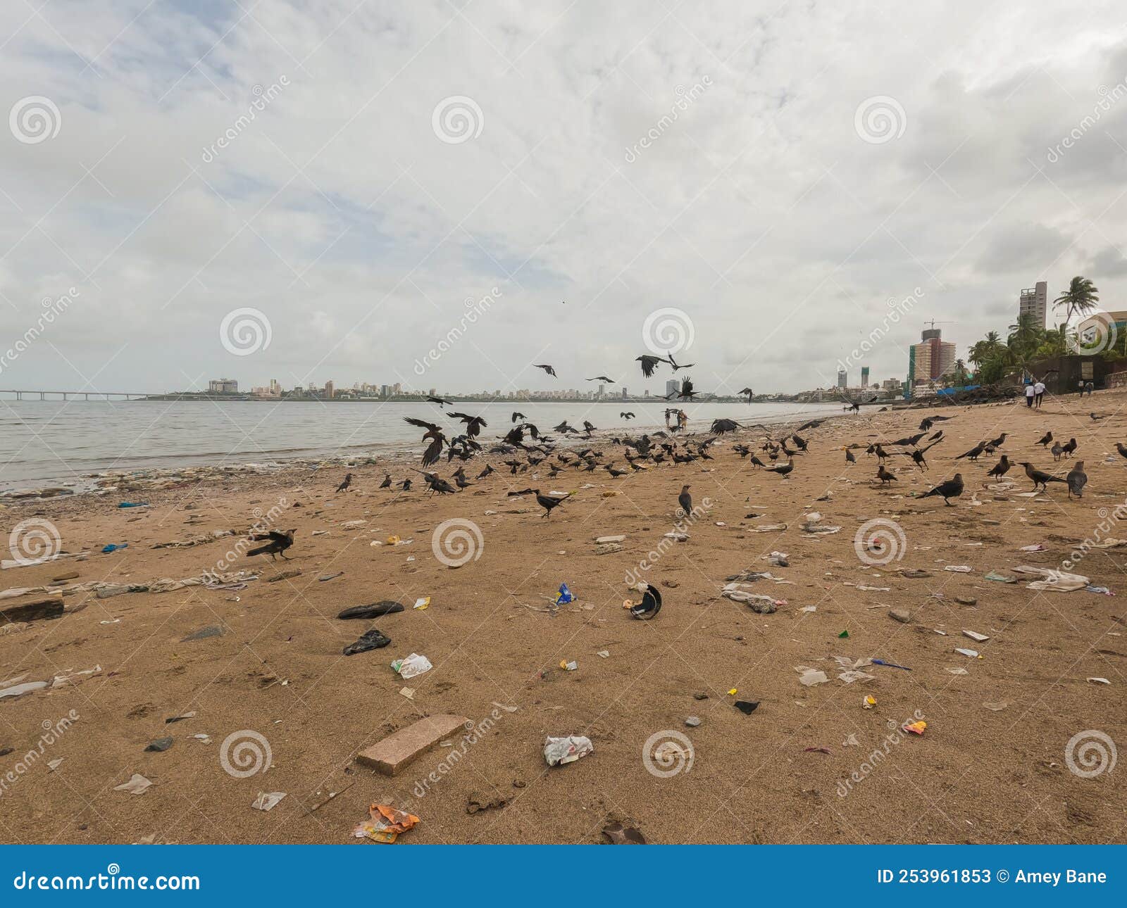 crows sitting at beach at dadar chowpatty