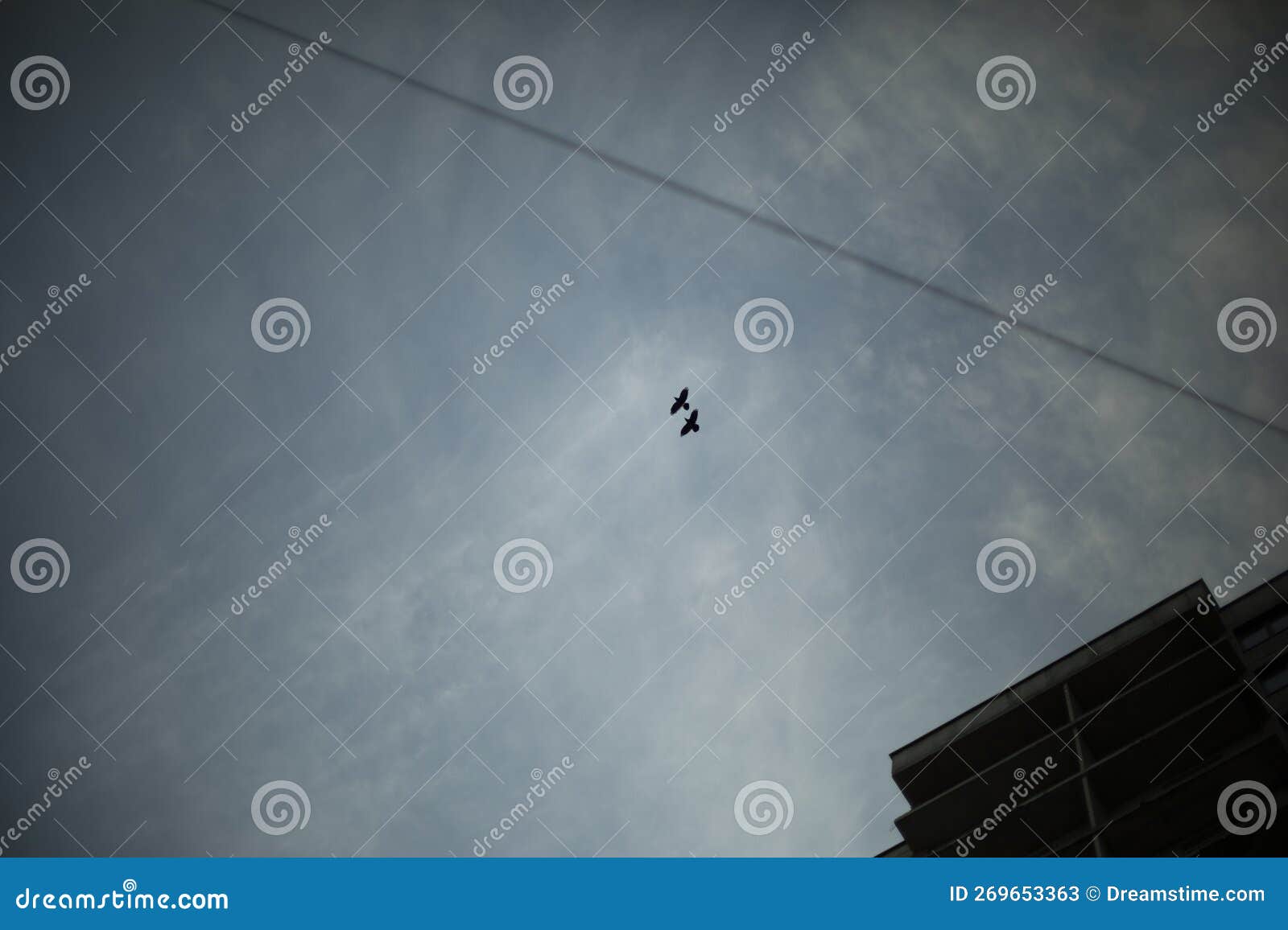 Crows in Sky. Flight of Birds Stock Image Image of contour, bird
