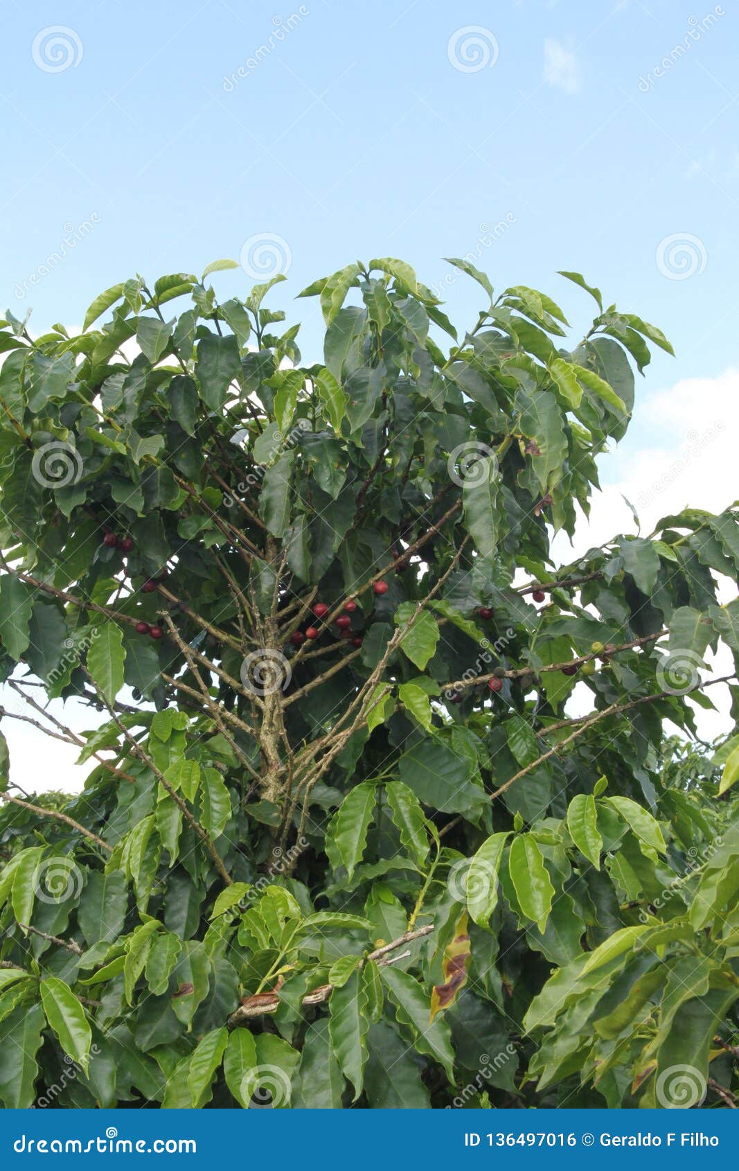 coffee plantation highway agnÃÂ©sio carvalho de souza mg-335 minas gerais brazil