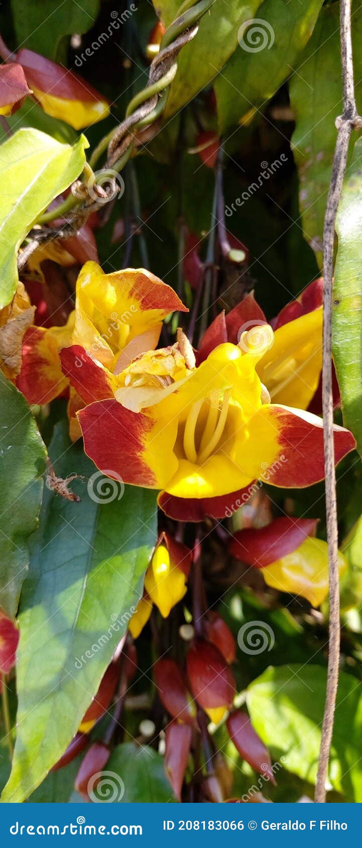 thunbergia mysorensis, sapatinho de judia